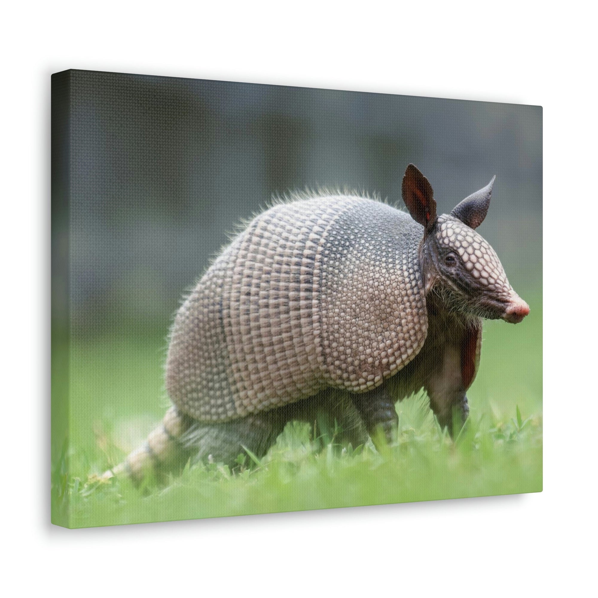 Scripture Walls Majestic Armadillo Art Majestic Armadillo Print Animal Wall Art Wildlife Canvas Prints Wall Art Ready to Hang Unframed-Express Your Love Gifts