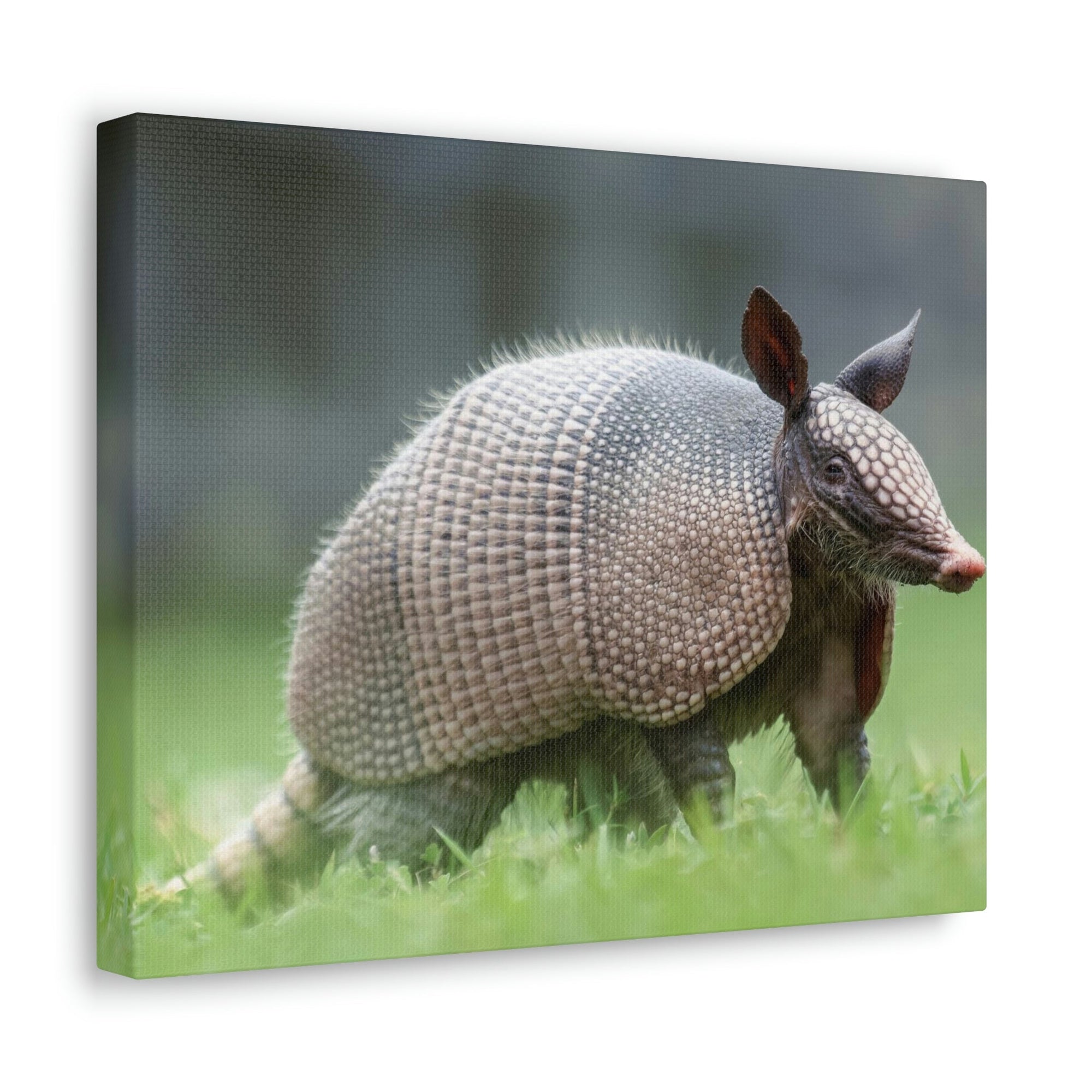 Scripture Walls Majestic Armadillo Art Majestic Armadillo Print Animal Wall Art Wildlife Canvas Prints Wall Art Ready to Hang Unframed-Express Your Love Gifts