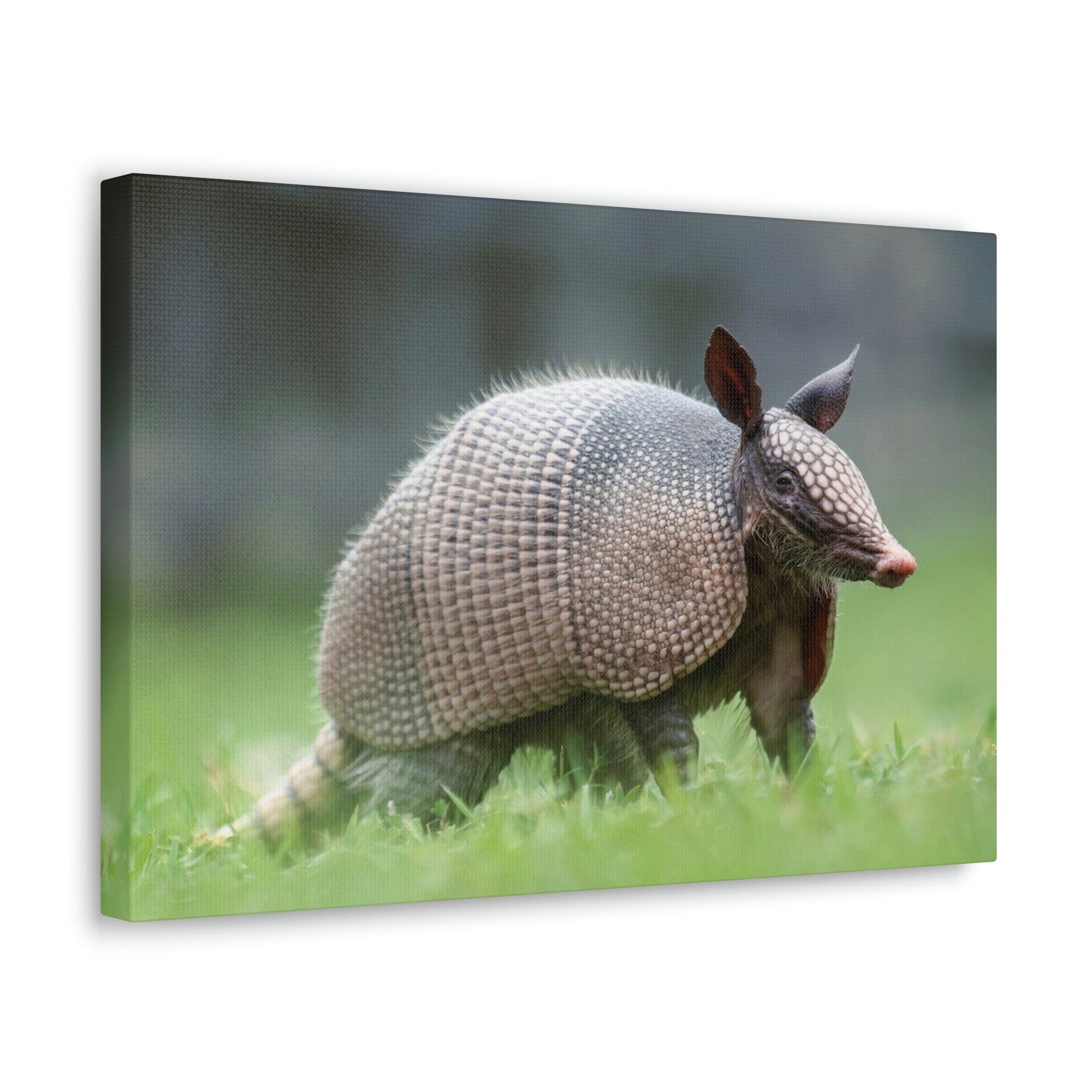 Scripture Walls Majestic Armadillo Art Majestic Armadillo Print Animal Wall Art Wildlife Canvas Prints Wall Art Ready to Hang Unframed-Express Your Love Gifts