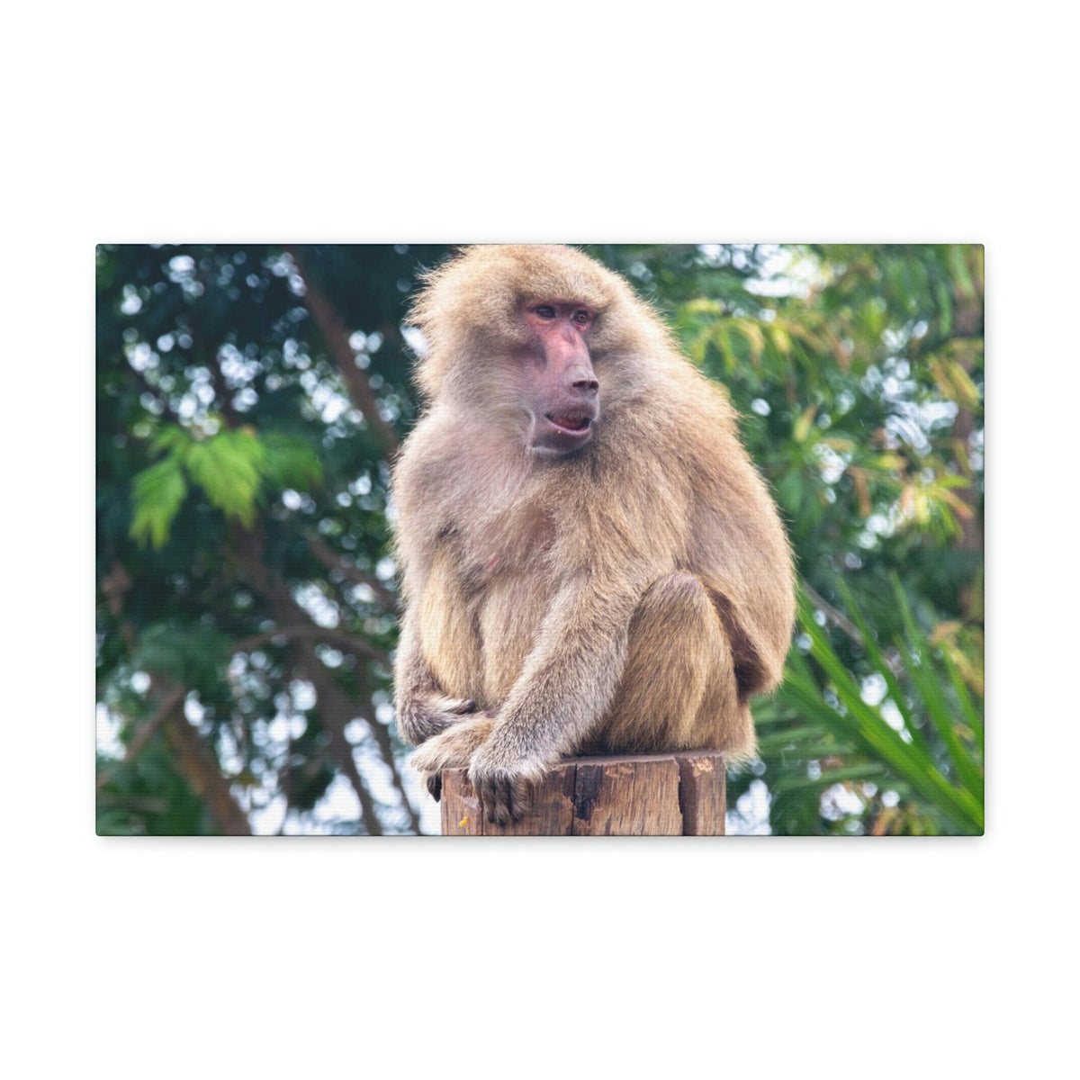 Scripture Walls Majestic Baboon Art Majestic Baboon Print Animal Wall Art Wildlife Canvas Prints Wall Art Ready to Hang Unframed-Express Your Love Gifts