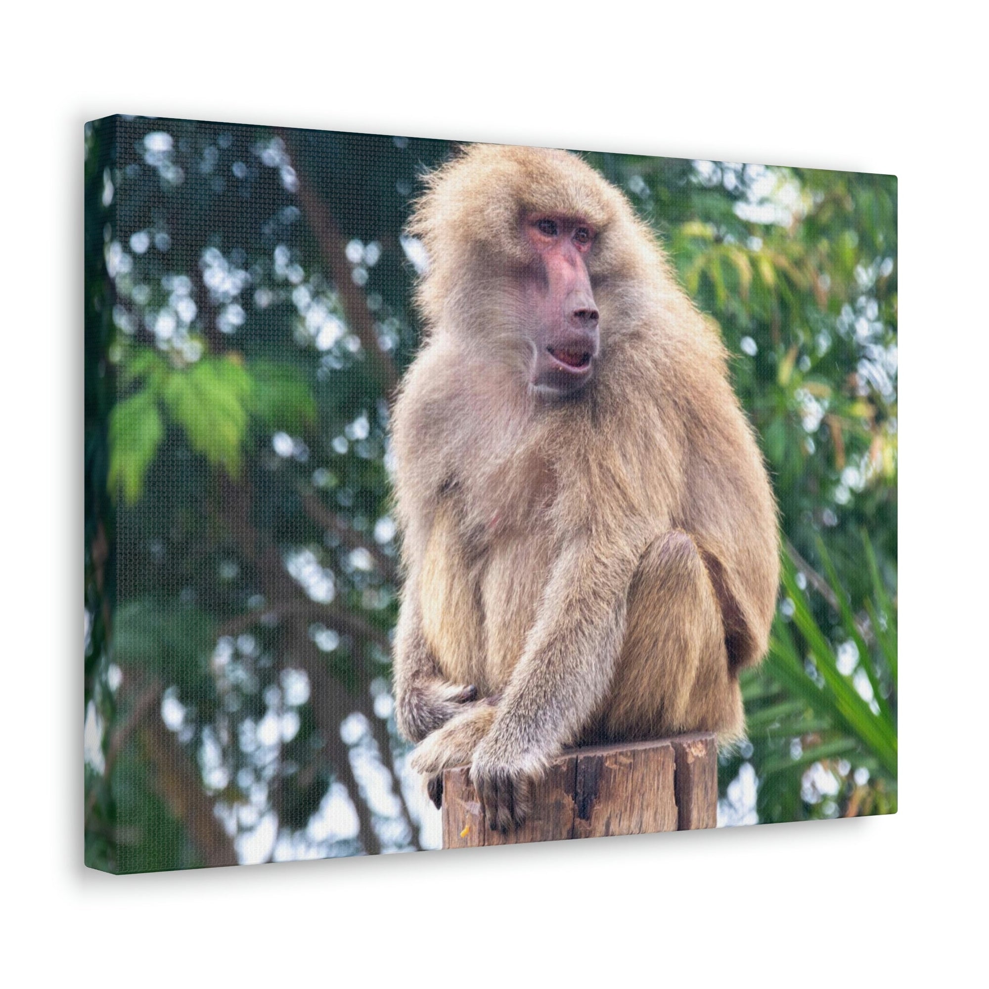 Scripture Walls Majestic Baboon Art Majestic Baboon Print Animal Wall Art Wildlife Canvas Prints Wall Art Ready to Hang Unframed-Express Your Love Gifts