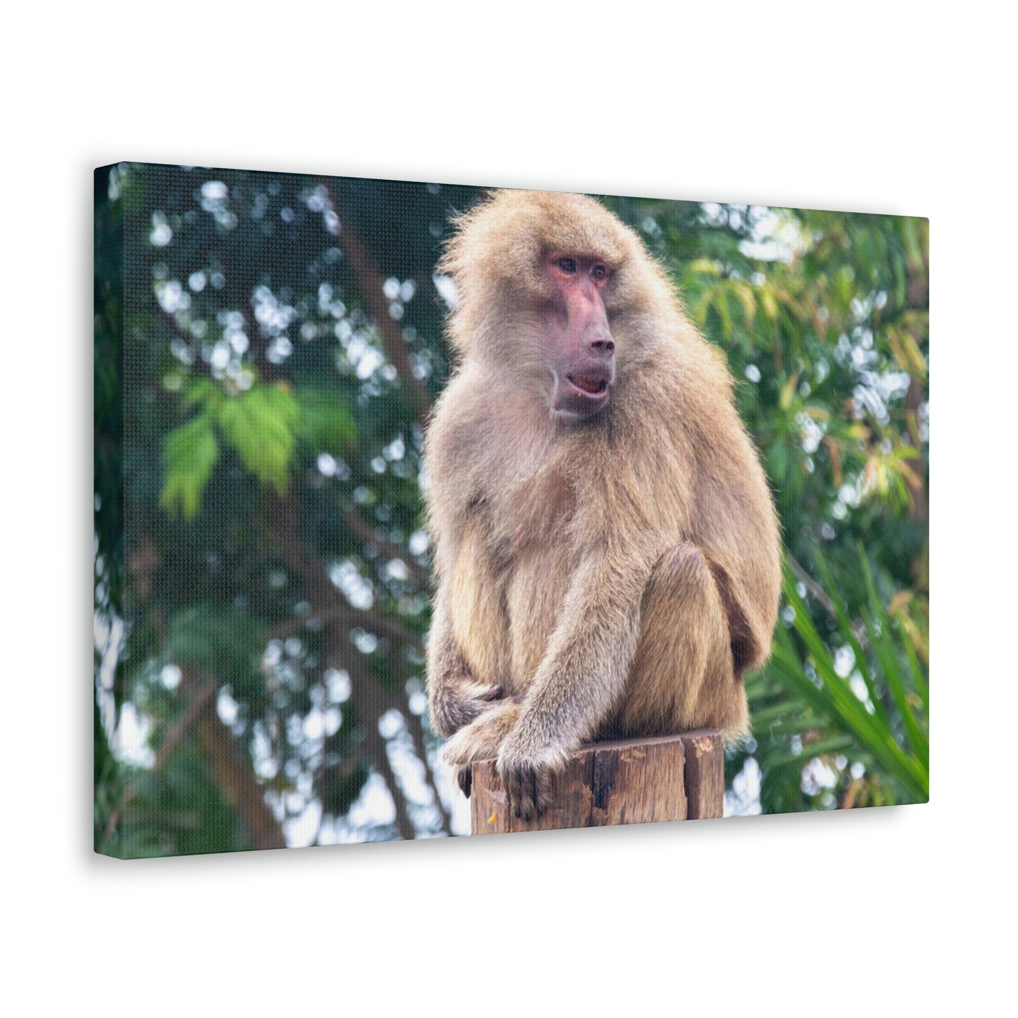 Scripture Walls Majestic Baboon Art Majestic Baboon Print Animal Wall Art Wildlife Canvas Prints Wall Art Ready to Hang Unframed-Express Your Love Gifts