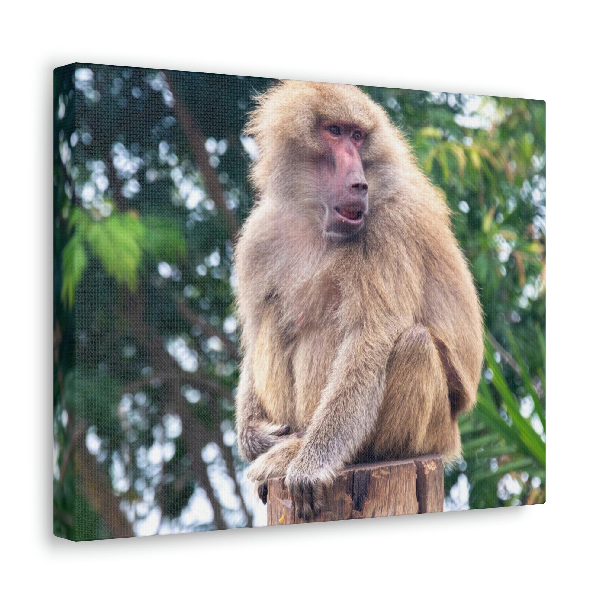 Scripture Walls Majestic Baboon Art Majestic Baboon Print Animal Wall Art Wildlife Canvas Prints Wall Art Ready to Hang Unframed-Express Your Love Gifts