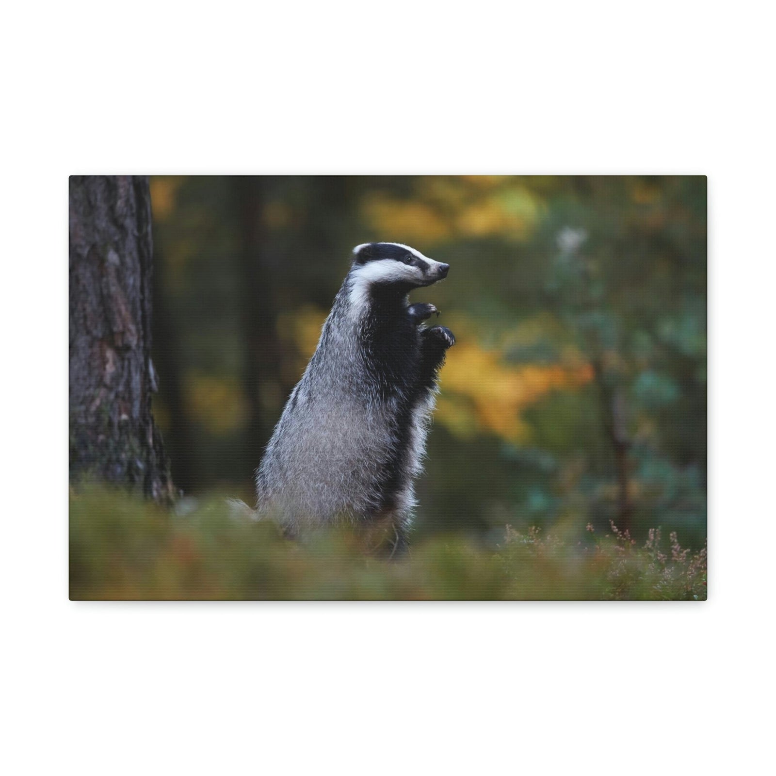 Scripture Walls Majestic Badger Art Majestic Badger Print Animal Wall Art Wildlife Canvas Prints Wall Art Ready to Hang Unframed-Express Your Love Gifts