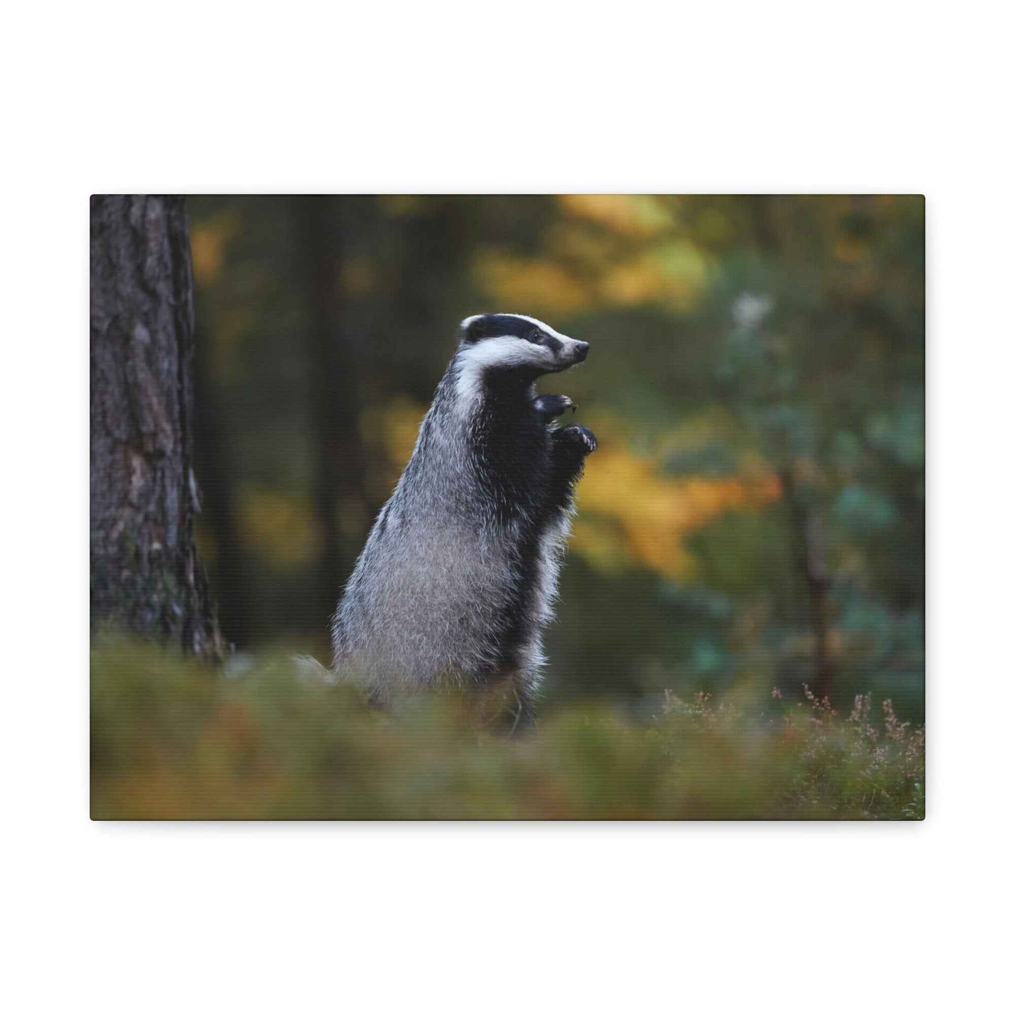 Scripture Walls Majestic Badger Art Majestic Badger Print Animal Wall Art Wildlife Canvas Prints Wall Art Ready to Hang Unframed-Express Your Love Gifts