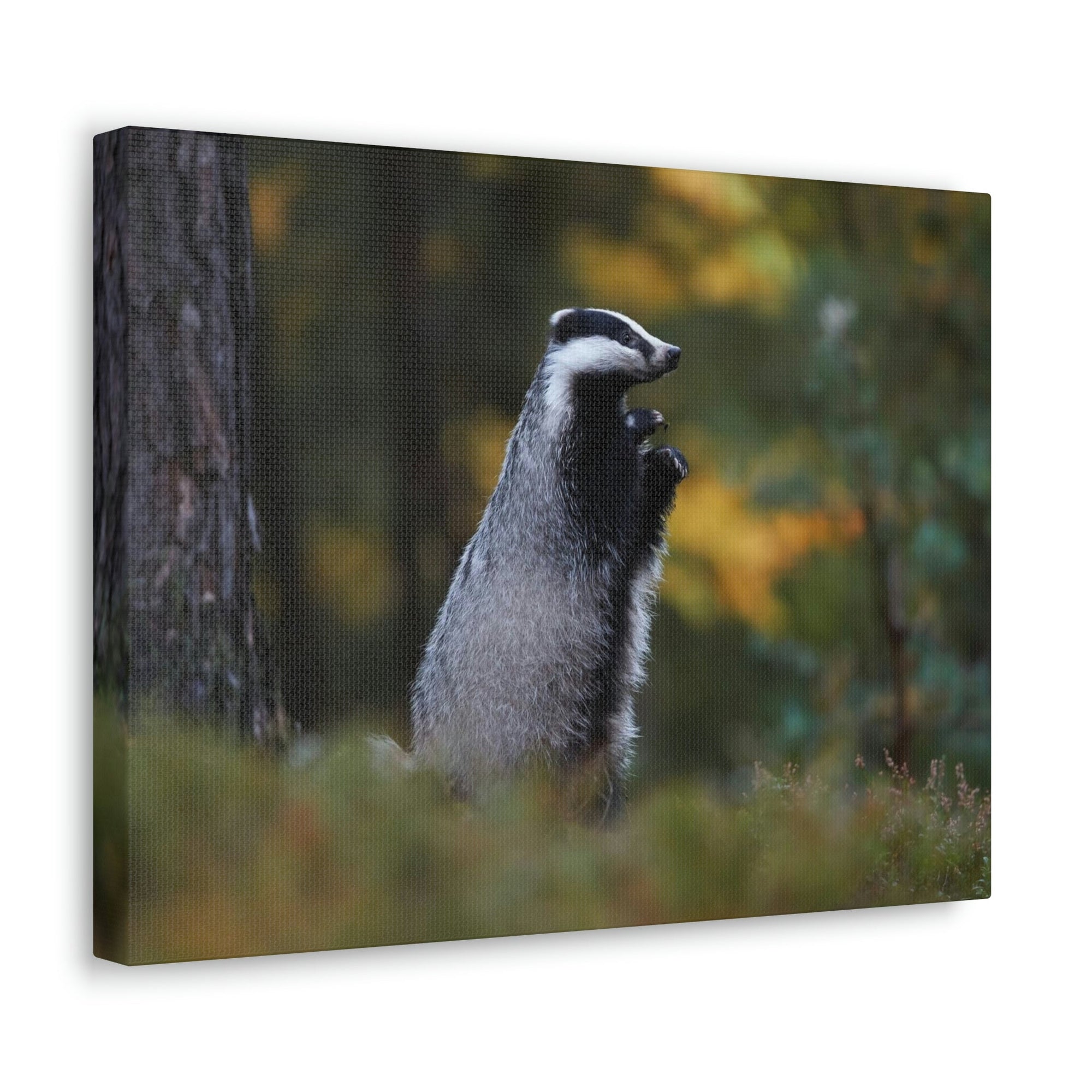 Scripture Walls Majestic Badger Art Majestic Badger Print Animal Wall Art Wildlife Canvas Prints Wall Art Ready to Hang Unframed-Express Your Love Gifts