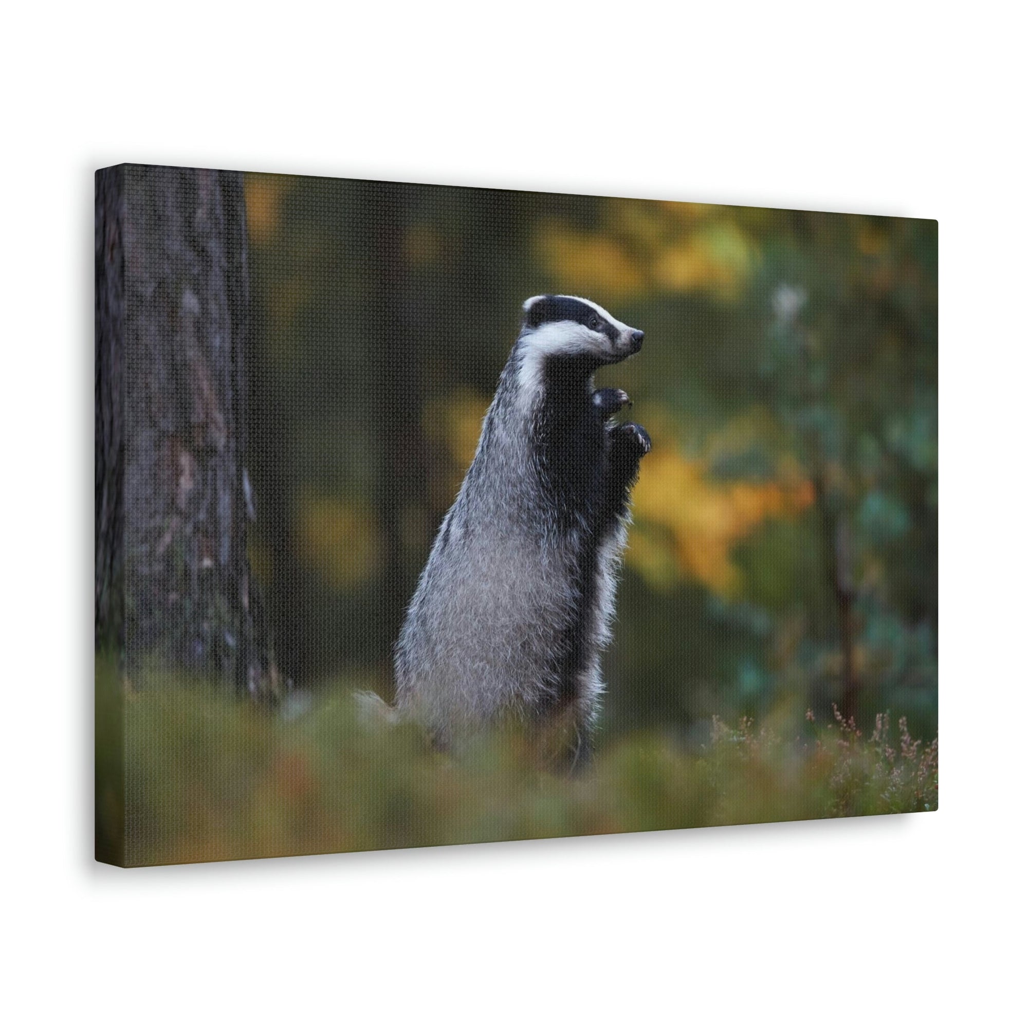 Scripture Walls Majestic Badger Art Majestic Badger Print Animal Wall Art Wildlife Canvas Prints Wall Art Ready to Hang Unframed-Express Your Love Gifts