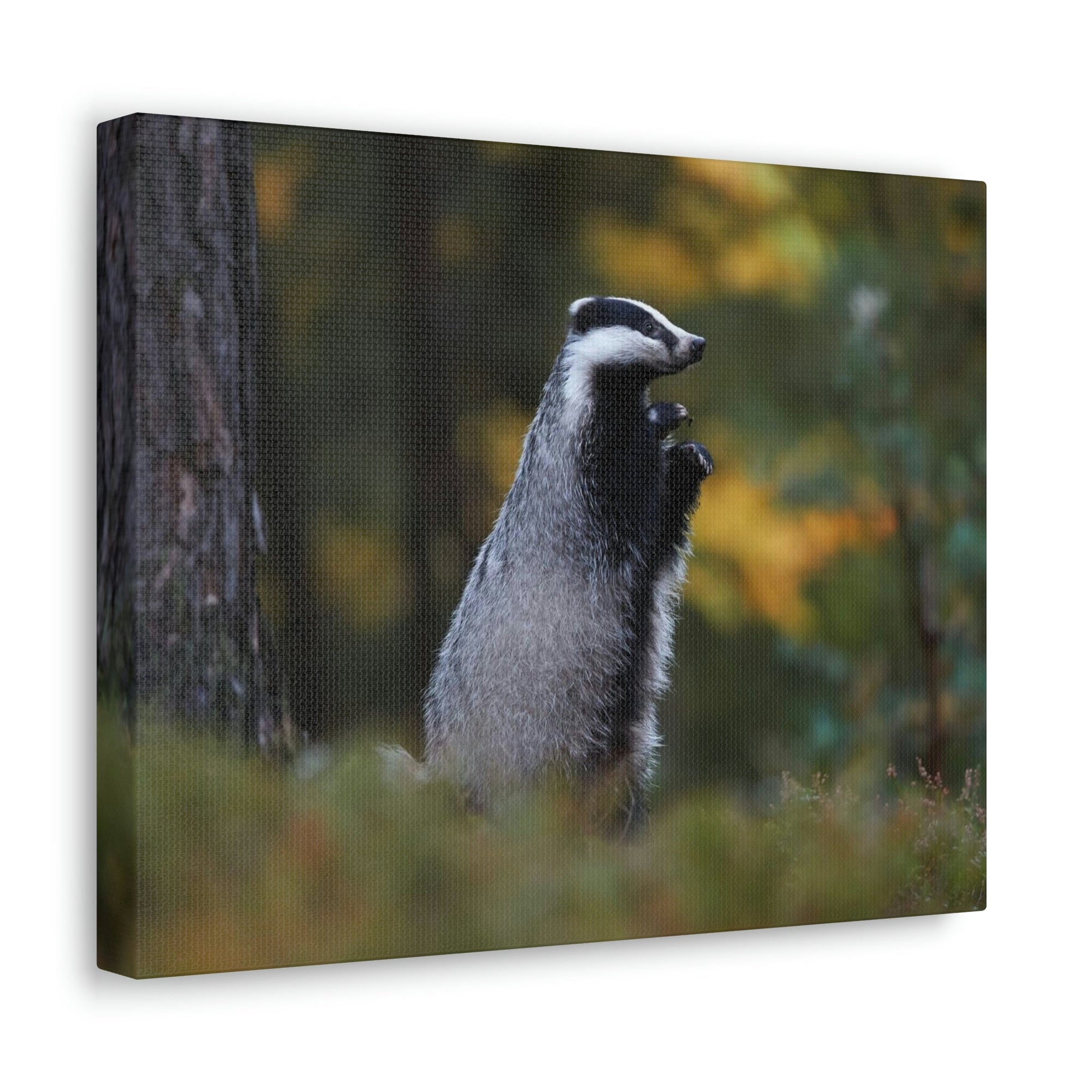 Scripture Walls Majestic Badger Art Majestic Badger Print Animal Wall Art Wildlife Canvas Prints Wall Art Ready to Hang Unframed-Express Your Love Gifts