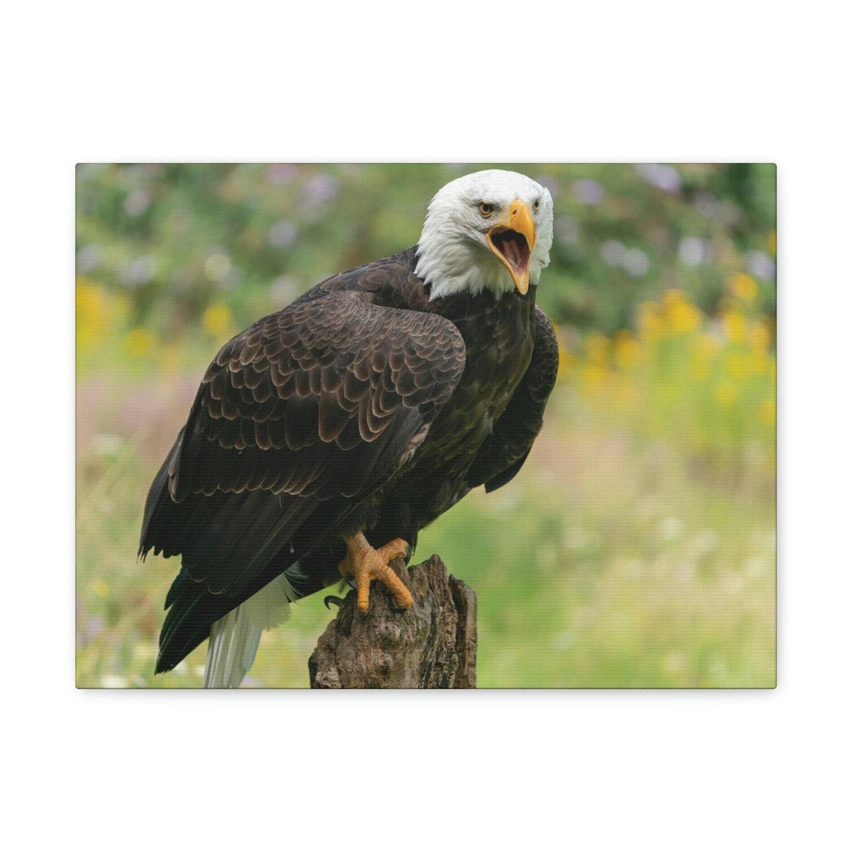 Scripture Walls Majestic Bald Eagle Art Majestic Bald Eagle Print Animal Wall Art Wildlife Canvas Prints Wall Art Ready to Hang Unframed-Express Your Love Gifts