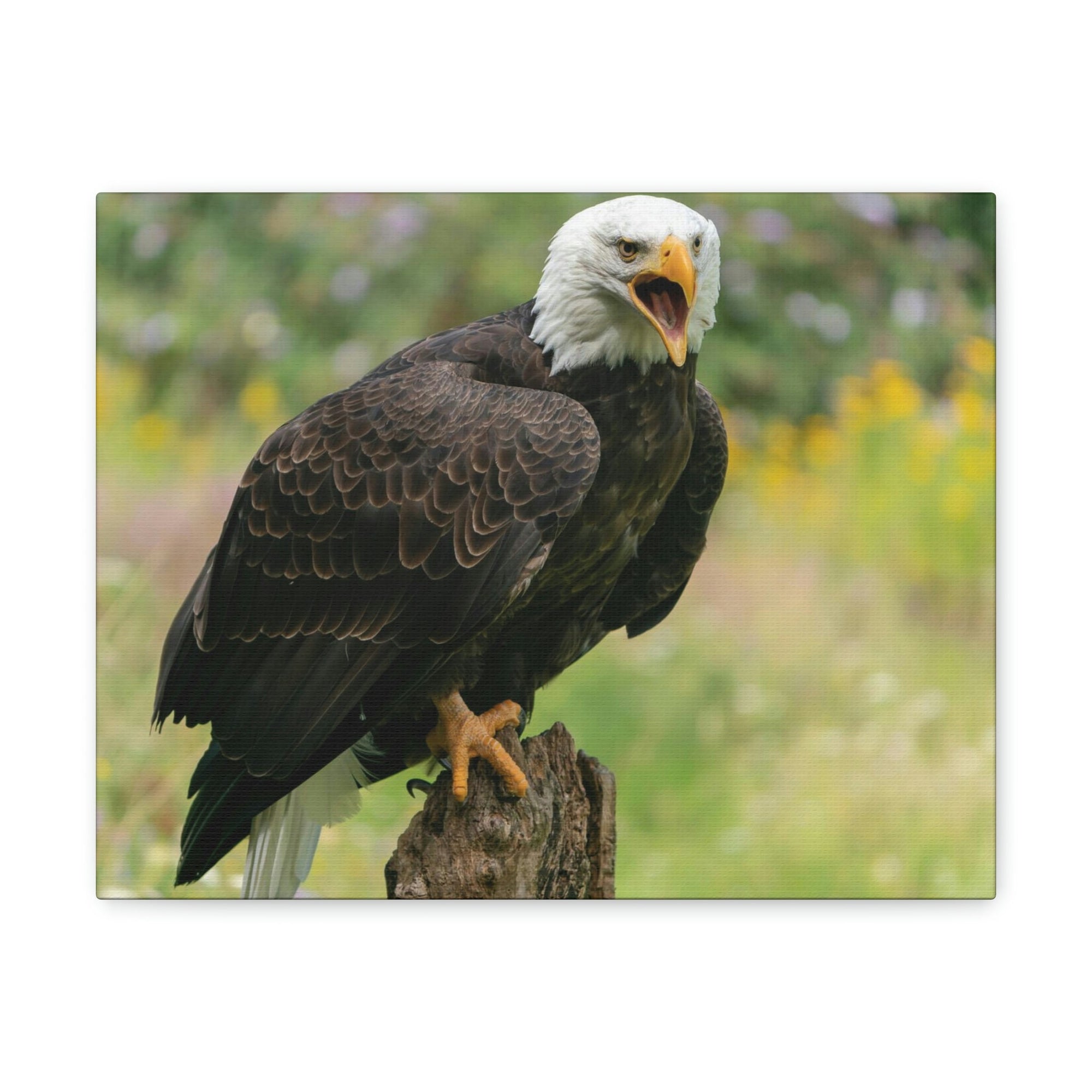 Scripture Walls Majestic Bald Eagle Art Majestic Bald Eagle Print Animal Wall Art Wildlife Canvas Prints Wall Art Ready to Hang Unframed-Express Your Love Gifts