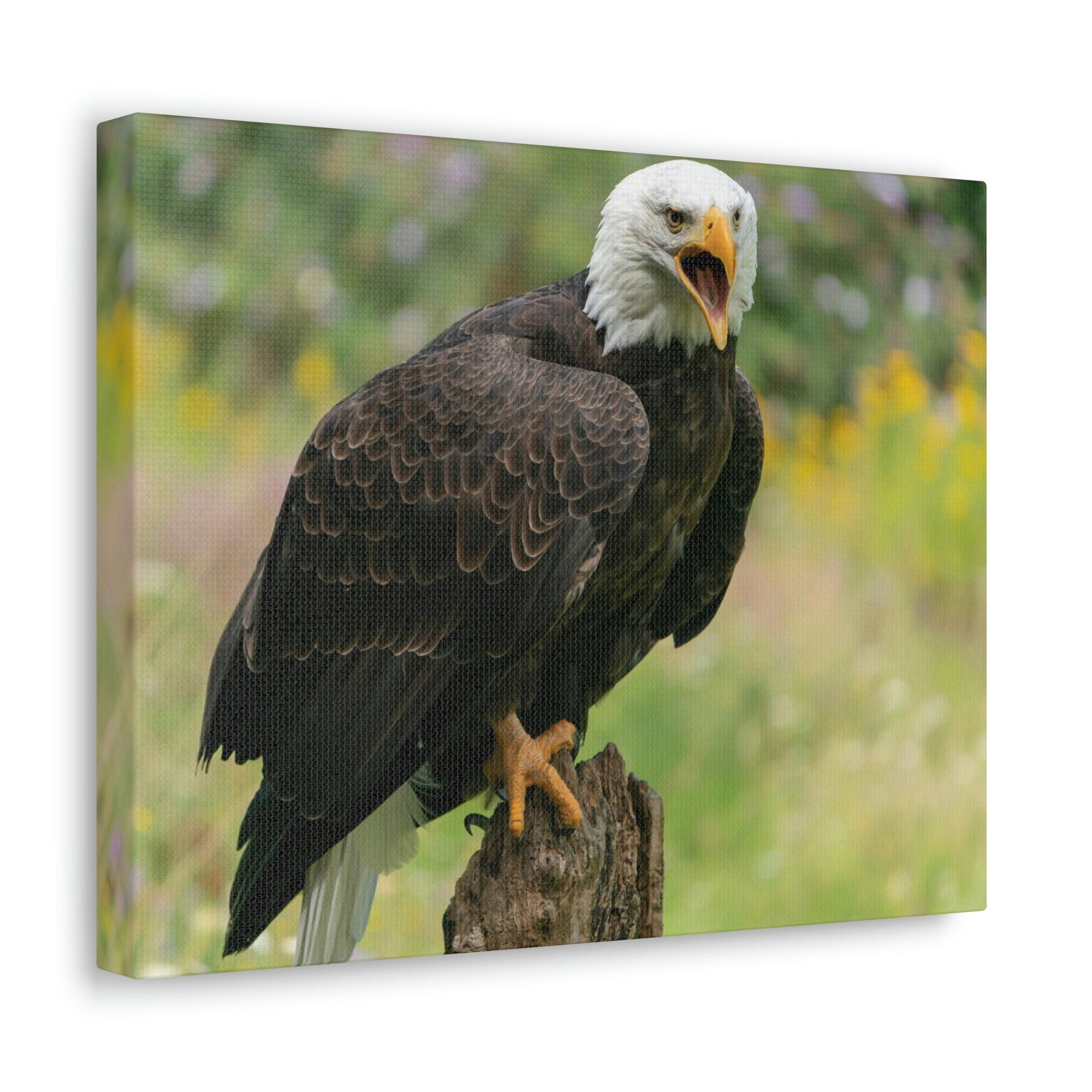 Scripture Walls Majestic Bald Eagle Art Majestic Bald Eagle Print Animal Wall Art Wildlife Canvas Prints Wall Art Ready to Hang Unframed-Express Your Love Gifts