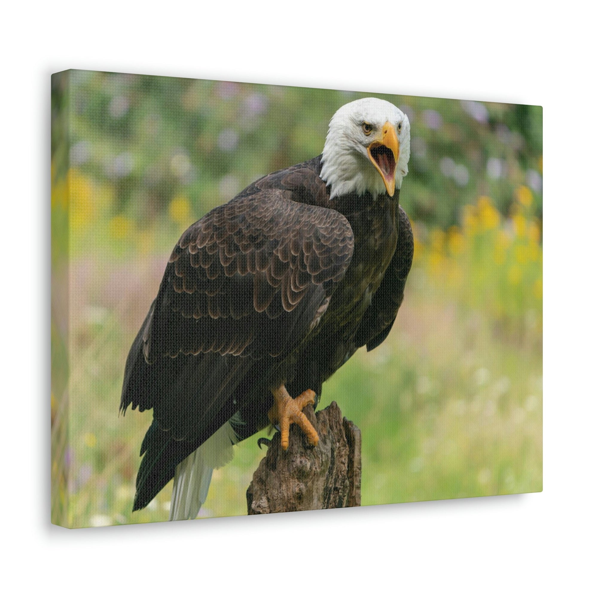 Scripture Walls Majestic Bald Eagle Art Majestic Bald Eagle Print Animal Wall Art Wildlife Canvas Prints Wall Art Ready to Hang Unframed-Express Your Love Gifts