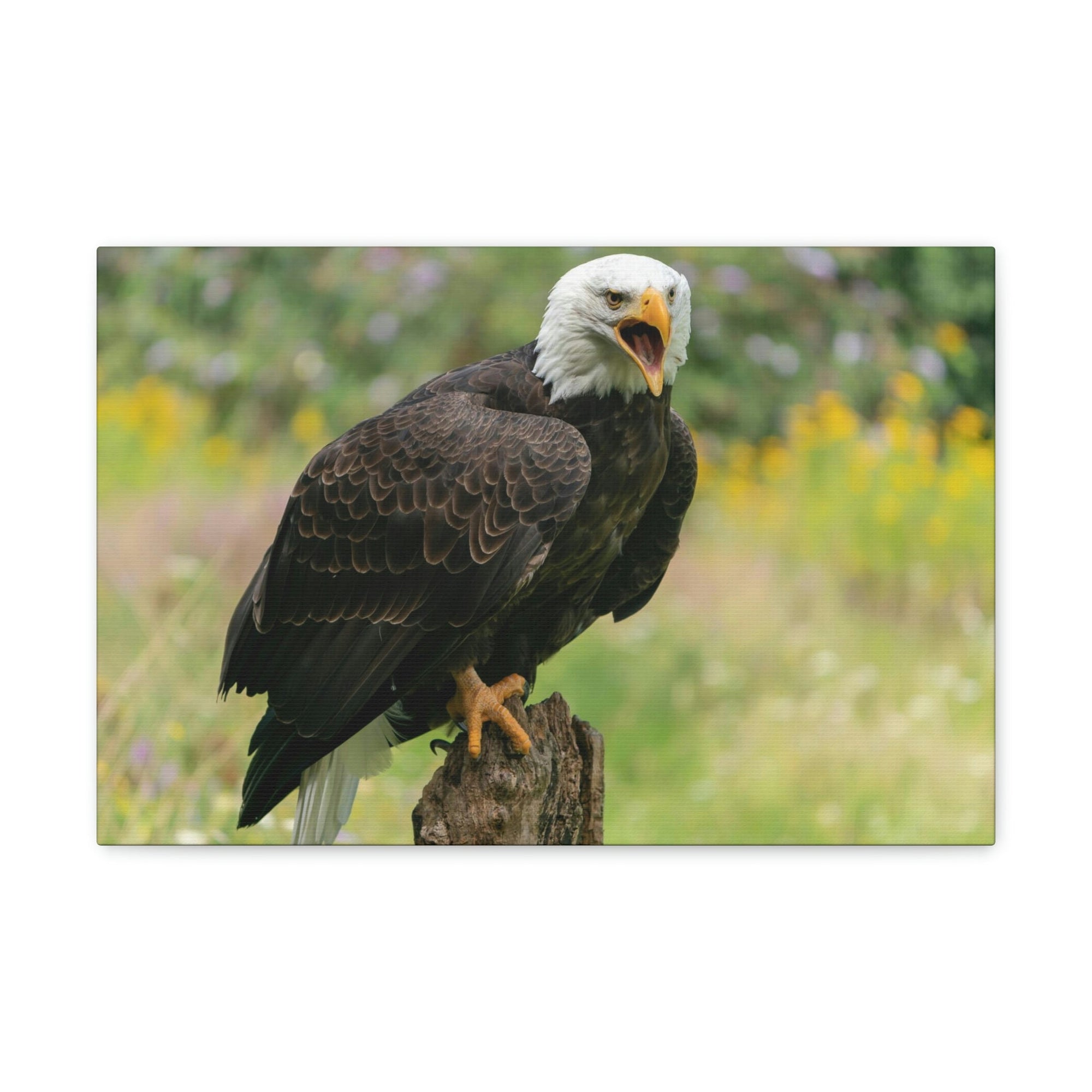 Scripture Walls Majestic Bald Eagle Art Majestic Bald Eagle Print Animal Wall Art Wildlife Canvas Prints Wall Art Ready to Hang Unframed-Express Your Love Gifts