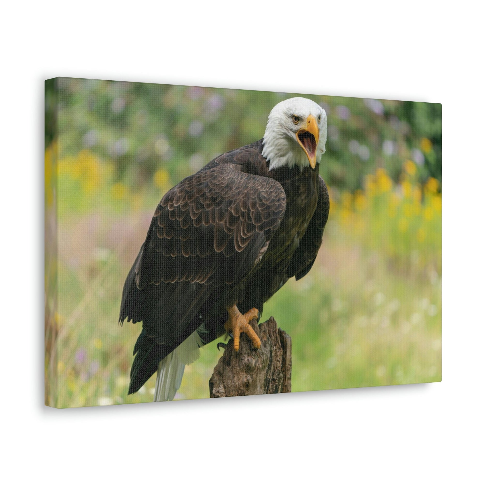 Scripture Walls Majestic Bald Eagle Art Majestic Bald Eagle Print Animal Wall Art Wildlife Canvas Prints Wall Art Ready to Hang Unframed-Express Your Love Gifts