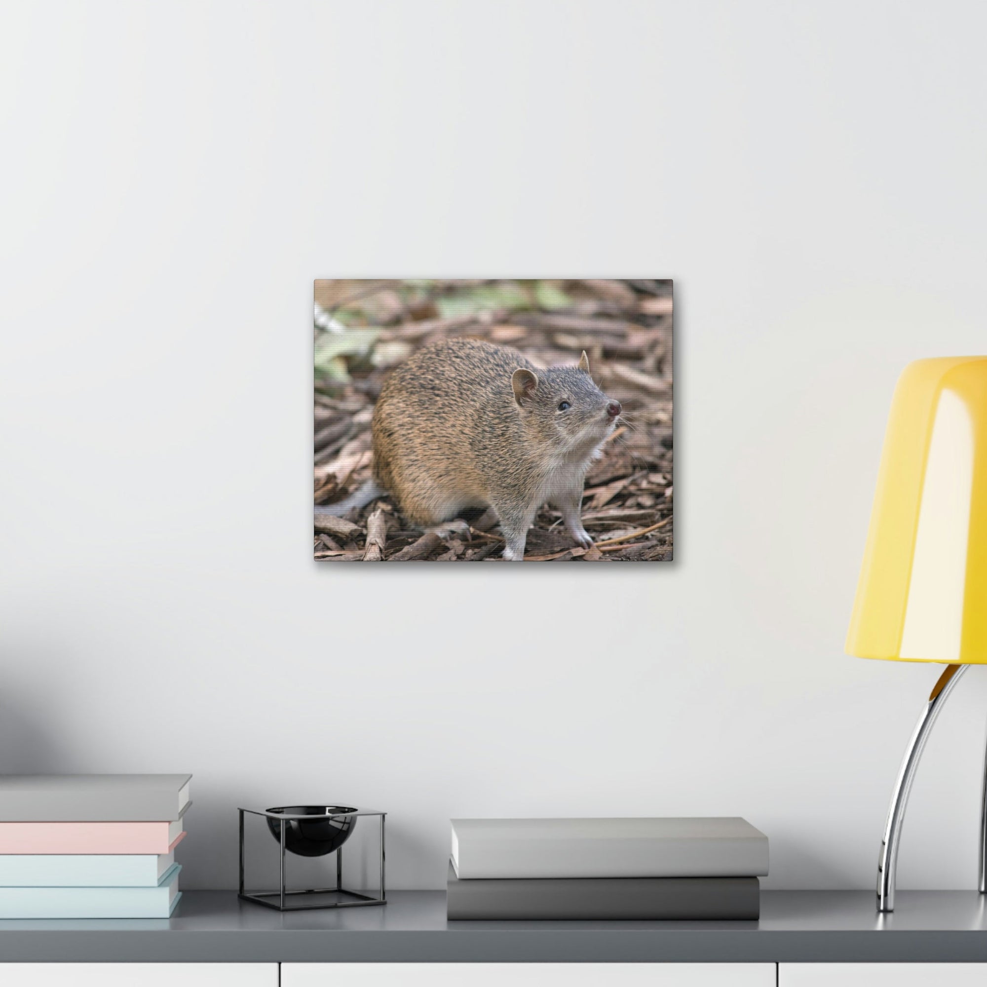 Scripture Walls Majestic Bandicoot Art Majestic Bandicoot Print Animal Wall Art Wildlife Canvas Prints Wall Art Ready to Hang Unframed-Express Your Love Gifts