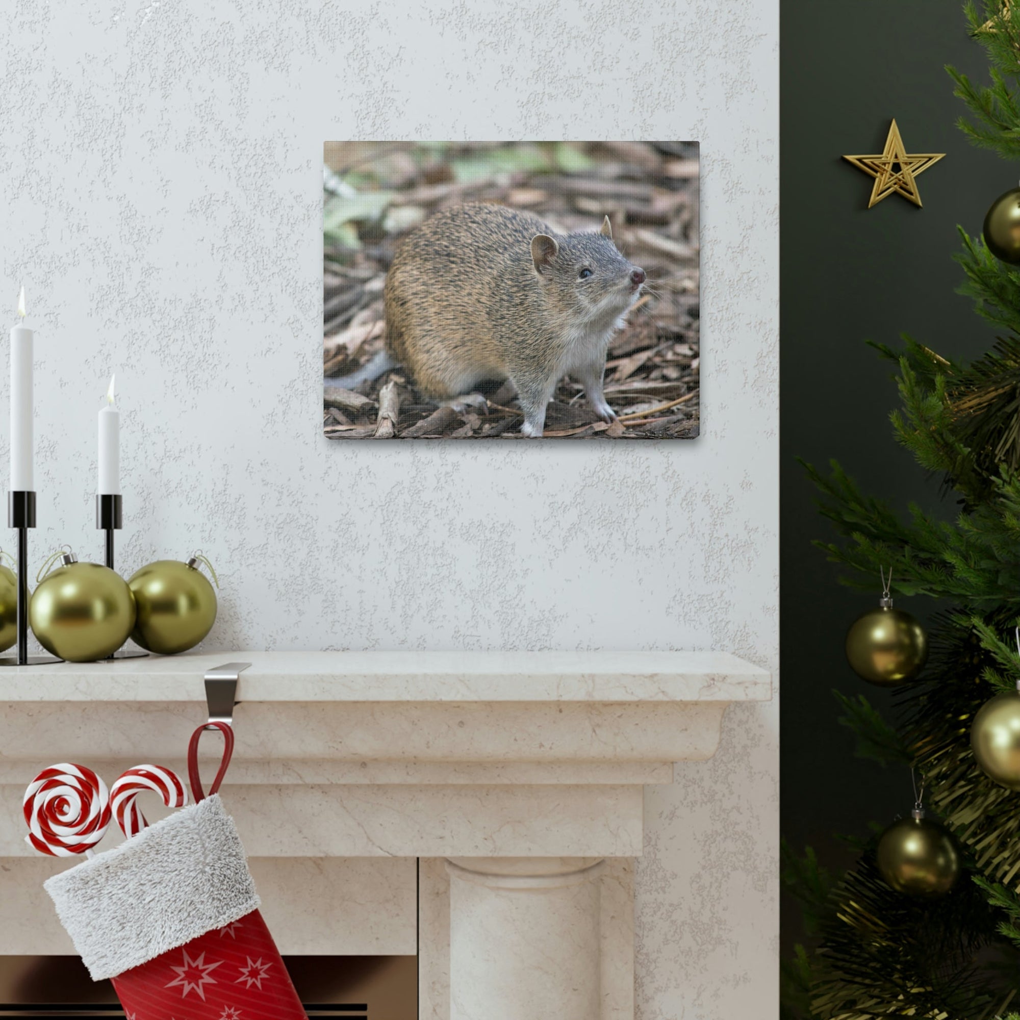 Scripture Walls Majestic Bandicoot Art Majestic Bandicoot Print Animal Wall Art Wildlife Canvas Prints Wall Art Ready to Hang Unframed-Express Your Love Gifts