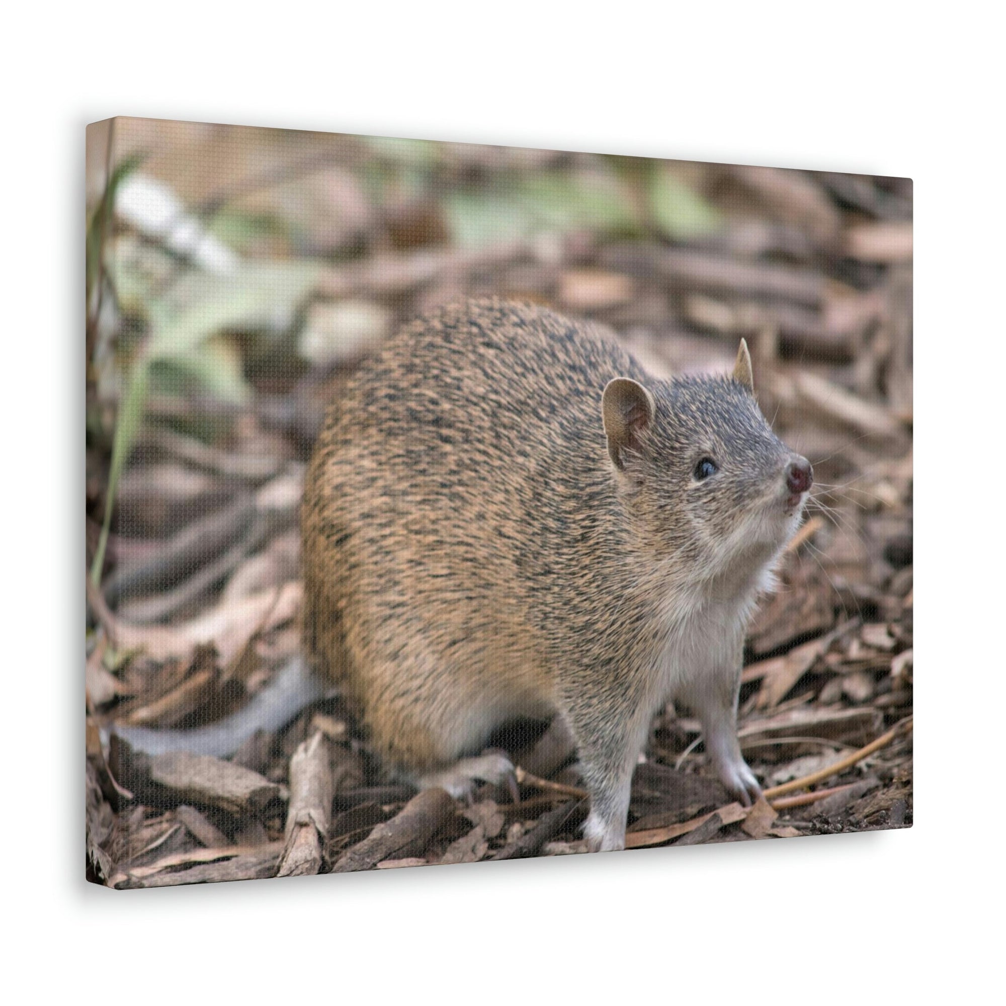 Scripture Walls Majestic Bandicoot Art Majestic Bandicoot Print Animal Wall Art Wildlife Canvas Prints Wall Art Ready to Hang Unframed-Express Your Love Gifts