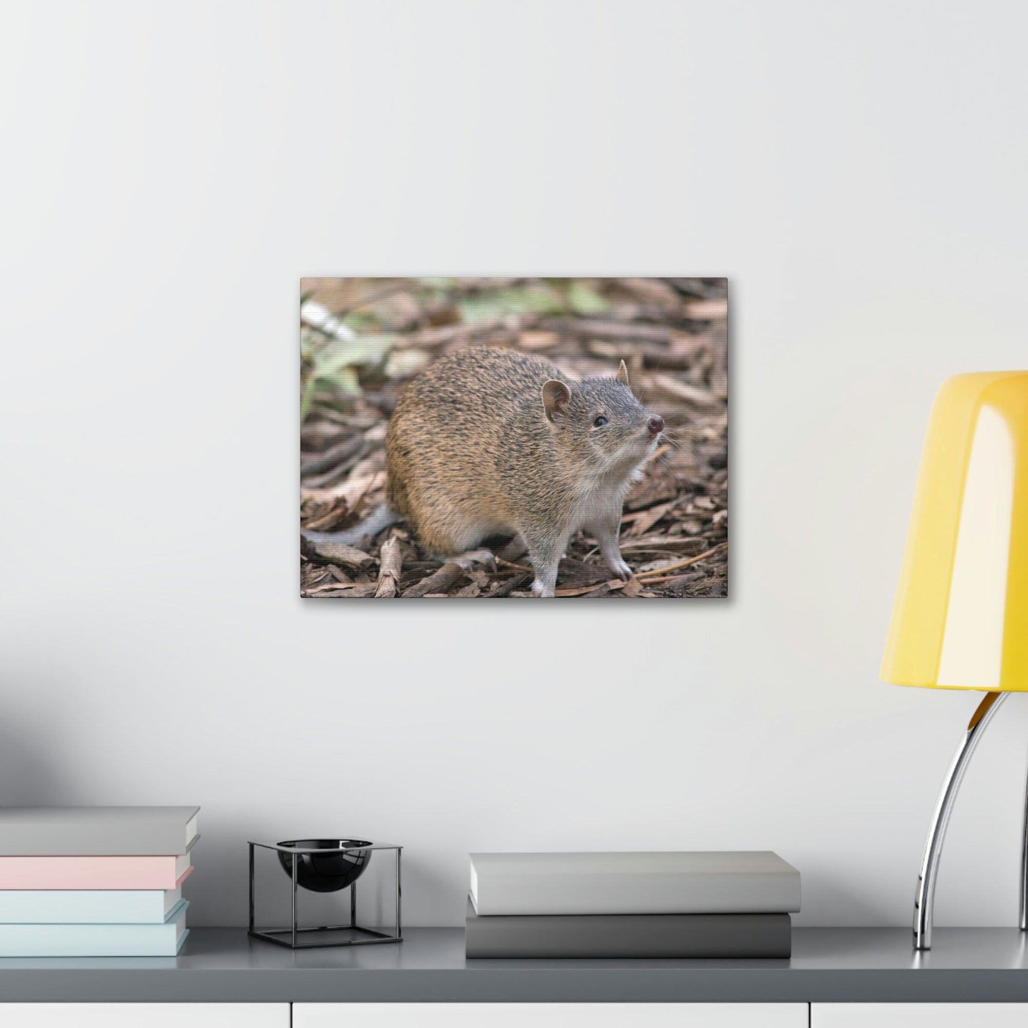 Scripture Walls Majestic Bandicoot Art Majestic Bandicoot Print Animal Wall Art Wildlife Canvas Prints Wall Art Ready to Hang Unframed-Express Your Love Gifts