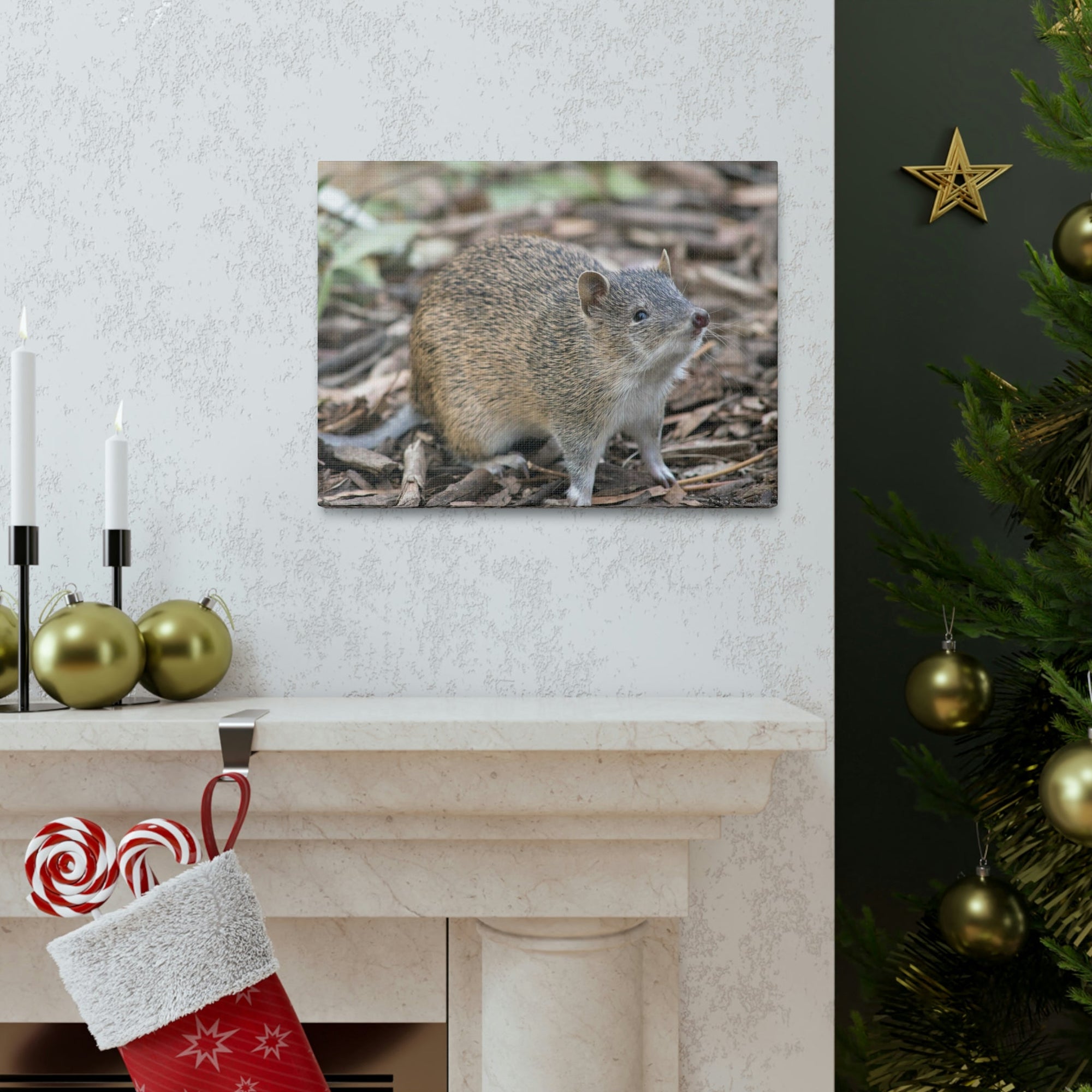 Scripture Walls Majestic Bandicoot Art Majestic Bandicoot Print Animal Wall Art Wildlife Canvas Prints Wall Art Ready to Hang Unframed-Express Your Love Gifts