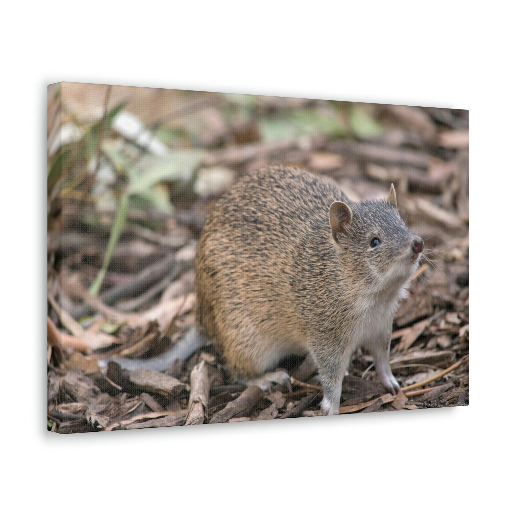 Scripture Walls Majestic Bandicoot Art Majestic Bandicoot Print Animal Wall Art Wildlife Canvas Prints Wall Art Ready to Hang Unframed-Express Your Love Gifts