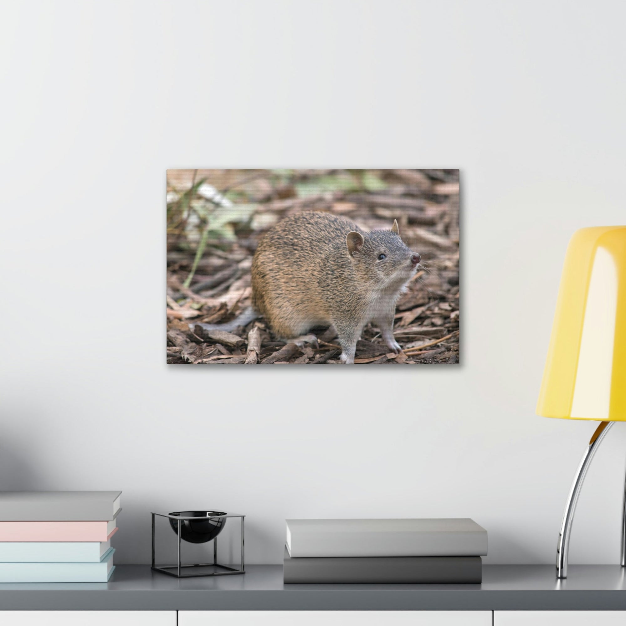 Scripture Walls Majestic Bandicoot Art Majestic Bandicoot Print Animal Wall Art Wildlife Canvas Prints Wall Art Ready to Hang Unframed-Express Your Love Gifts