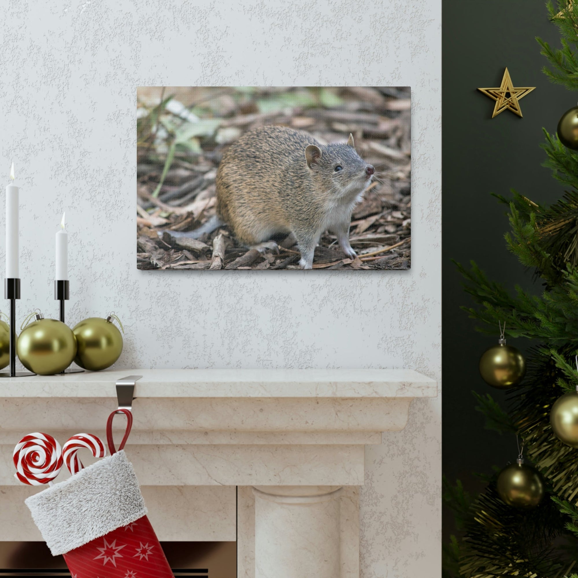 Scripture Walls Majestic Bandicoot Art Majestic Bandicoot Print Animal Wall Art Wildlife Canvas Prints Wall Art Ready to Hang Unframed-Express Your Love Gifts