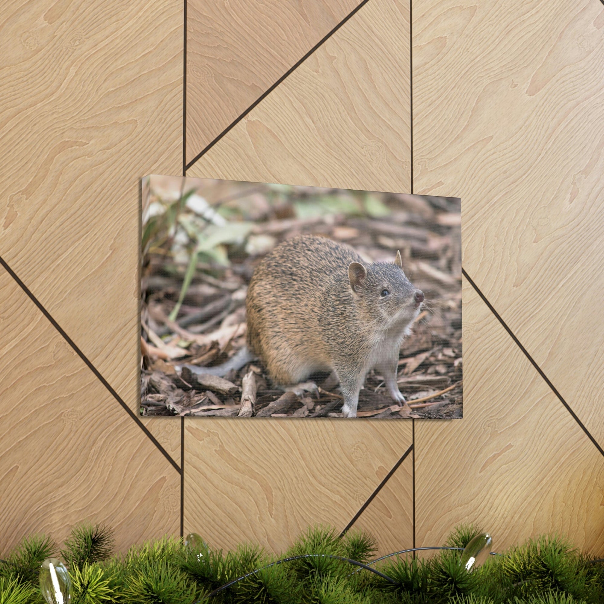 Scripture Walls Majestic Bandicoot Art Majestic Bandicoot Print Animal Wall Art Wildlife Canvas Prints Wall Art Ready to Hang Unframed-Express Your Love Gifts