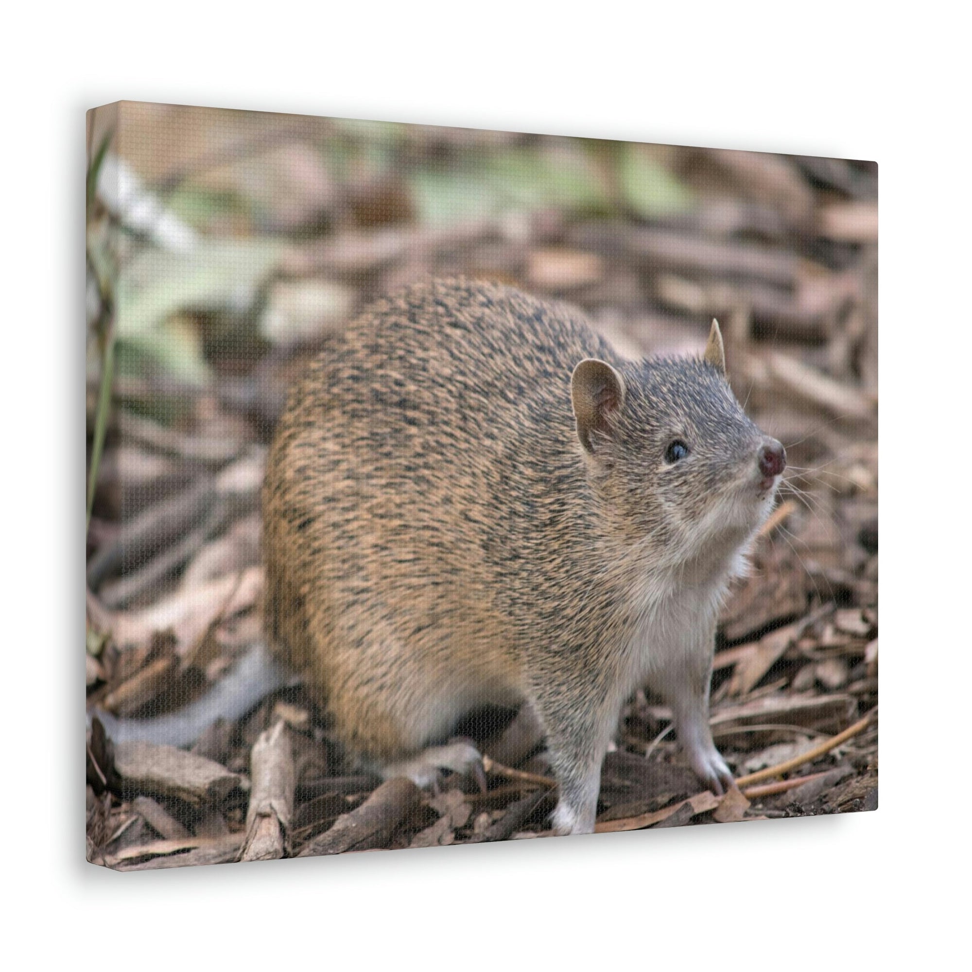 Scripture Walls Majestic Bandicoot Art Majestic Bandicoot Print Animal Wall Art Wildlife Canvas Prints Wall Art Ready to Hang Unframed-Express Your Love Gifts