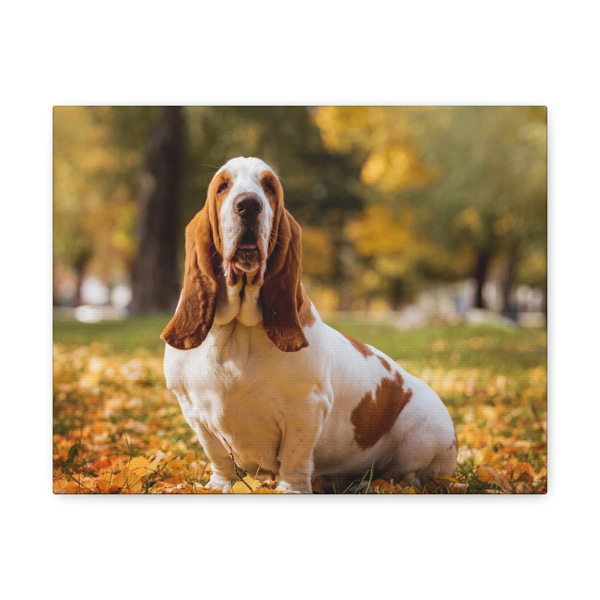 Scripture Walls Majestic Basset Hound Art Majestic Basset Hound Print Animal Wall Art Wildlife Canvas Prints Wall Art Ready to Hang Unframed-Express Your Love Gifts