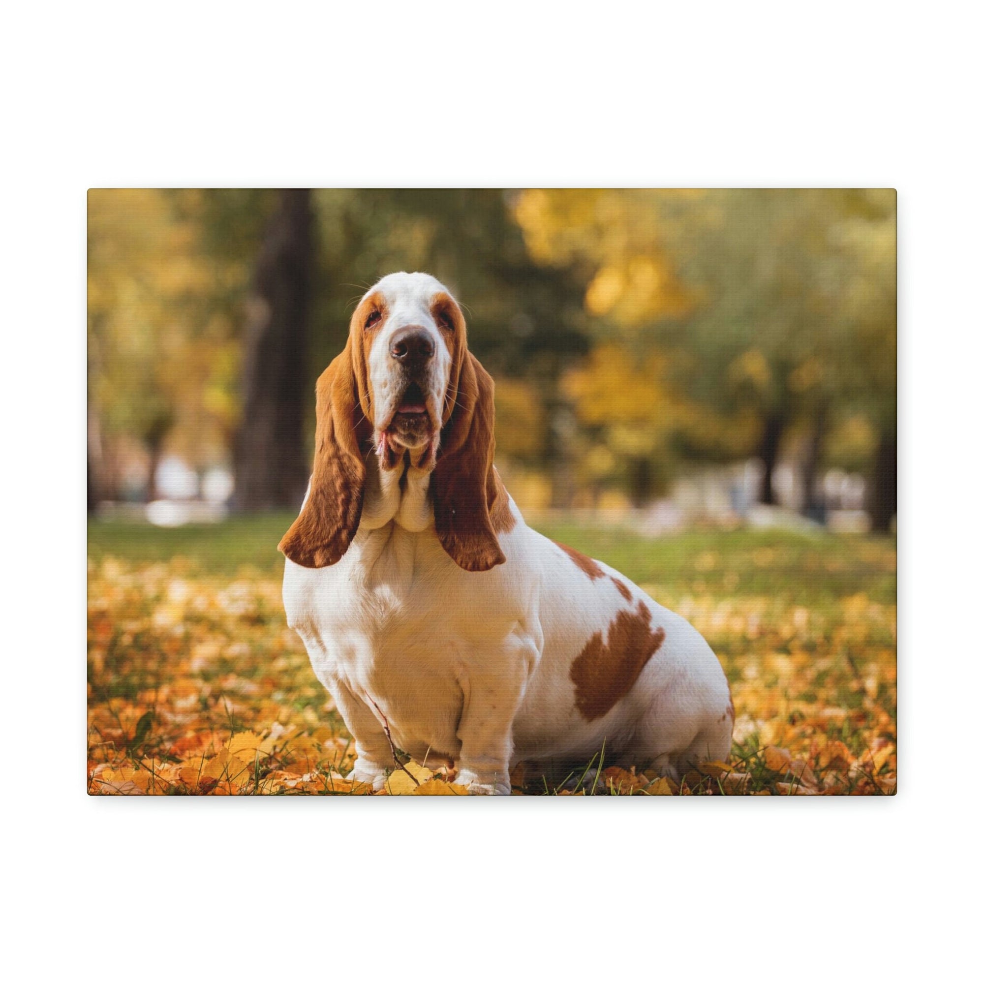 Scripture Walls Majestic Basset Hound Art Majestic Basset Hound Print Animal Wall Art Wildlife Canvas Prints Wall Art Ready to Hang Unframed-Express Your Love Gifts