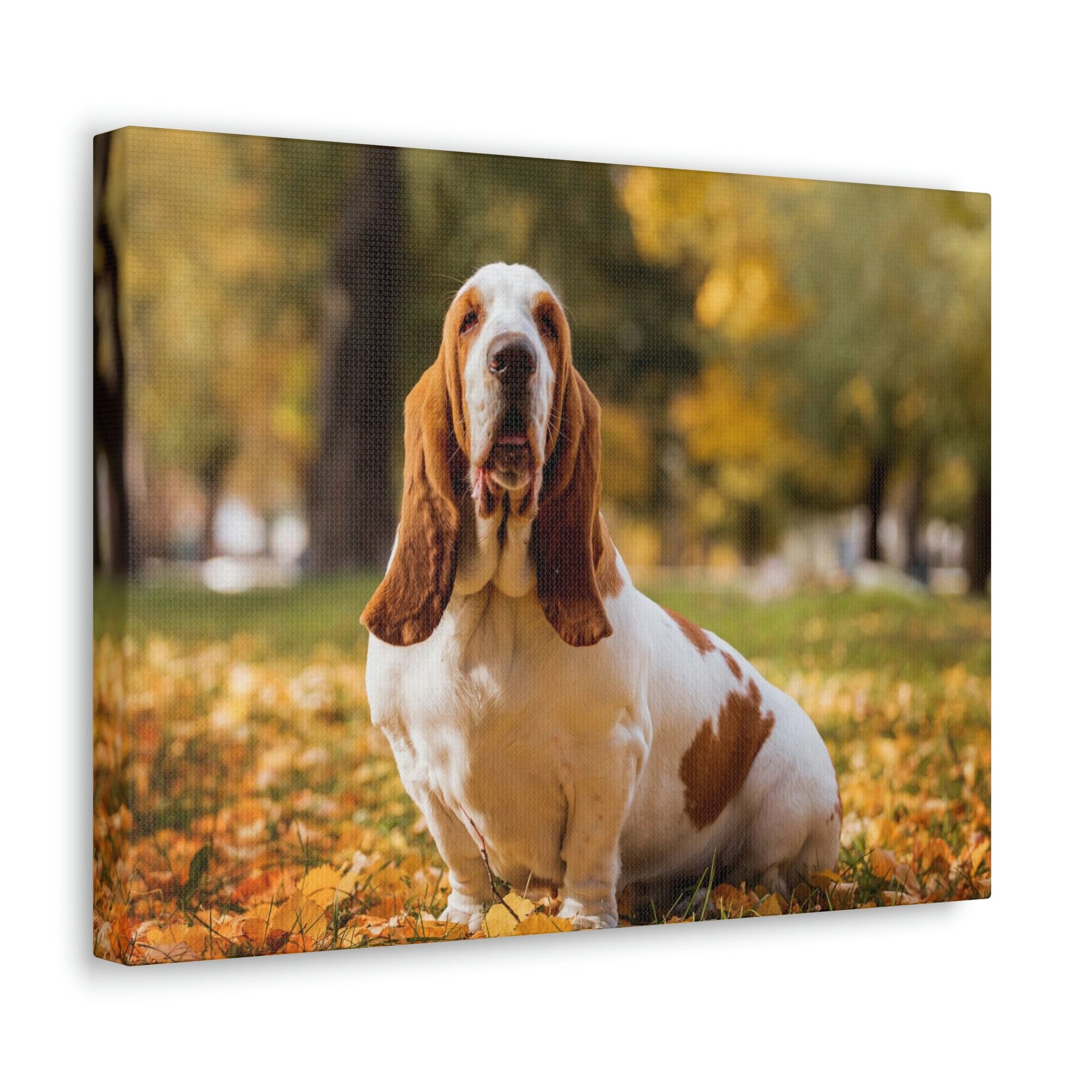 Basset hound wall art best sale