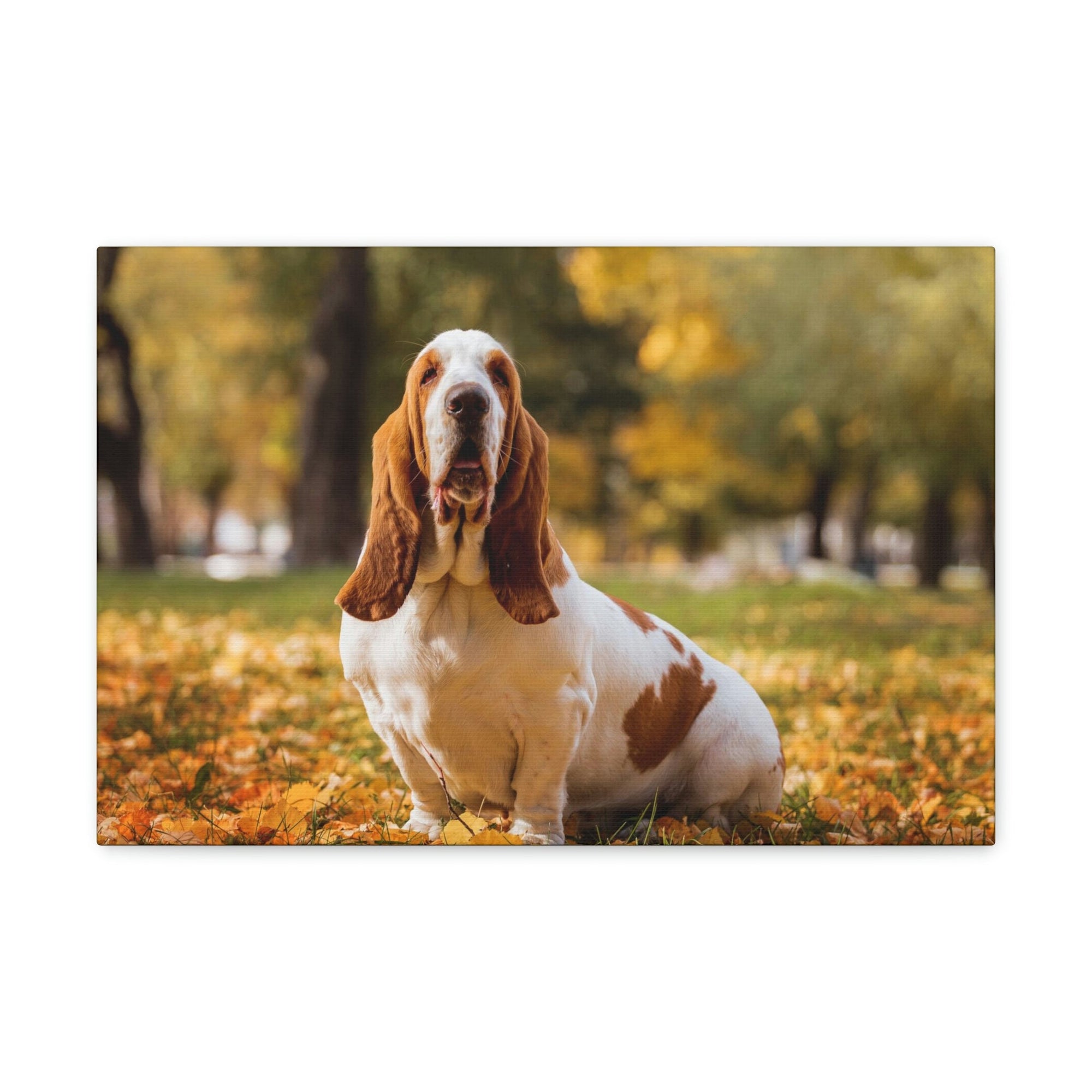 Scripture Walls Majestic Basset Hound Art Majestic Basset Hound Print Animal Wall Art Wildlife Canvas Prints Wall Art Ready to Hang Unframed-Express Your Love Gifts