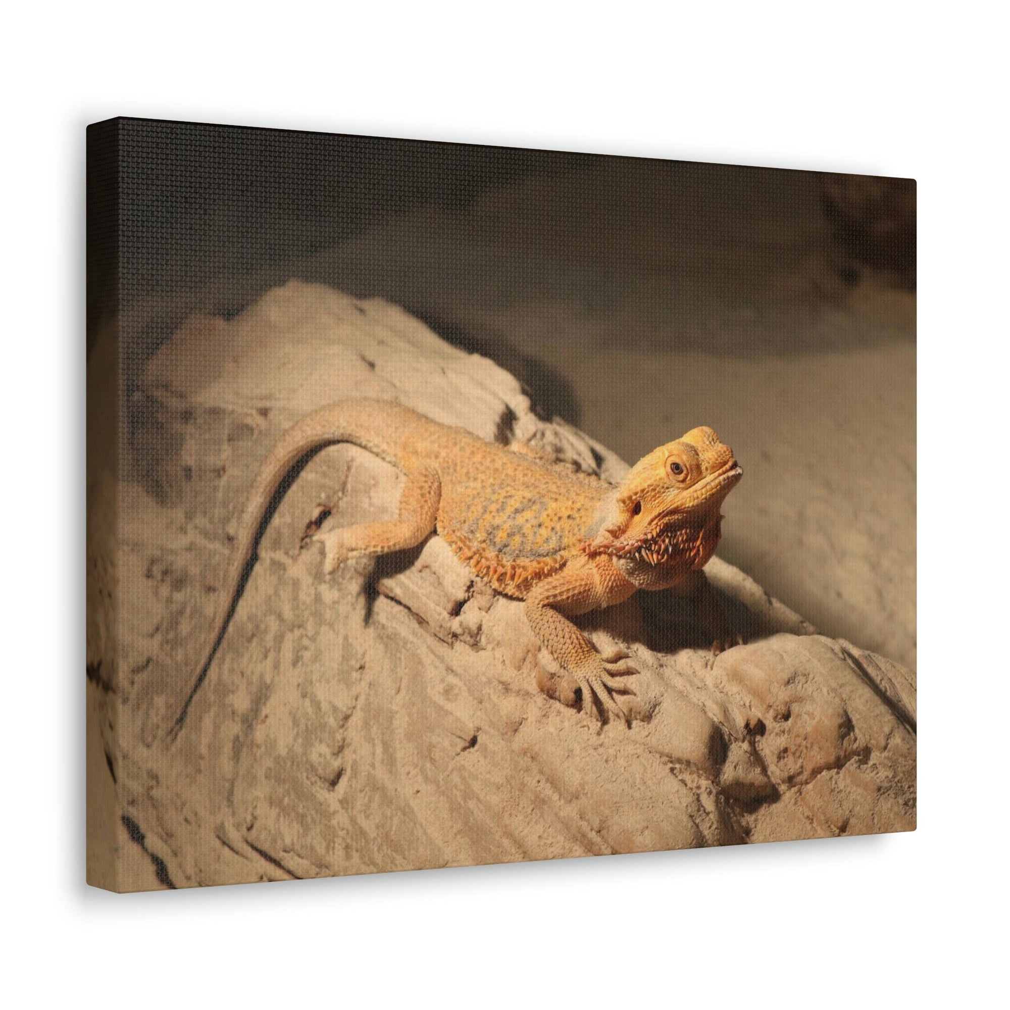 Scripture Walls Majestic Bearded Dragon Art Majestic Bearded Dragon Print Animal Wall Art Wildlife Canvas Prints Wall Art Ready to Hang Unframed-Express Your Love Gifts