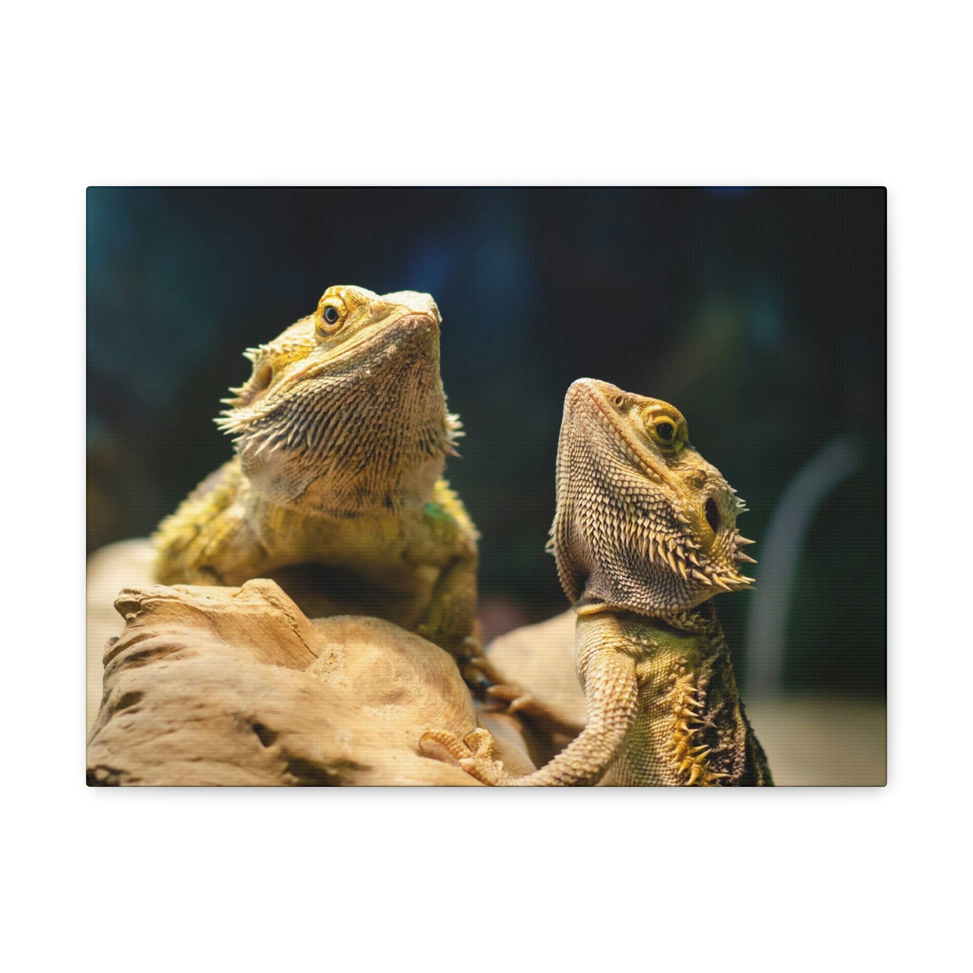 Scripture Walls Majestic Bearded Dragon Couple Print Animal Wall Art Wildlife Canvas Prints Wall Art Ready to Hang Unframed-Express Your Love Gifts