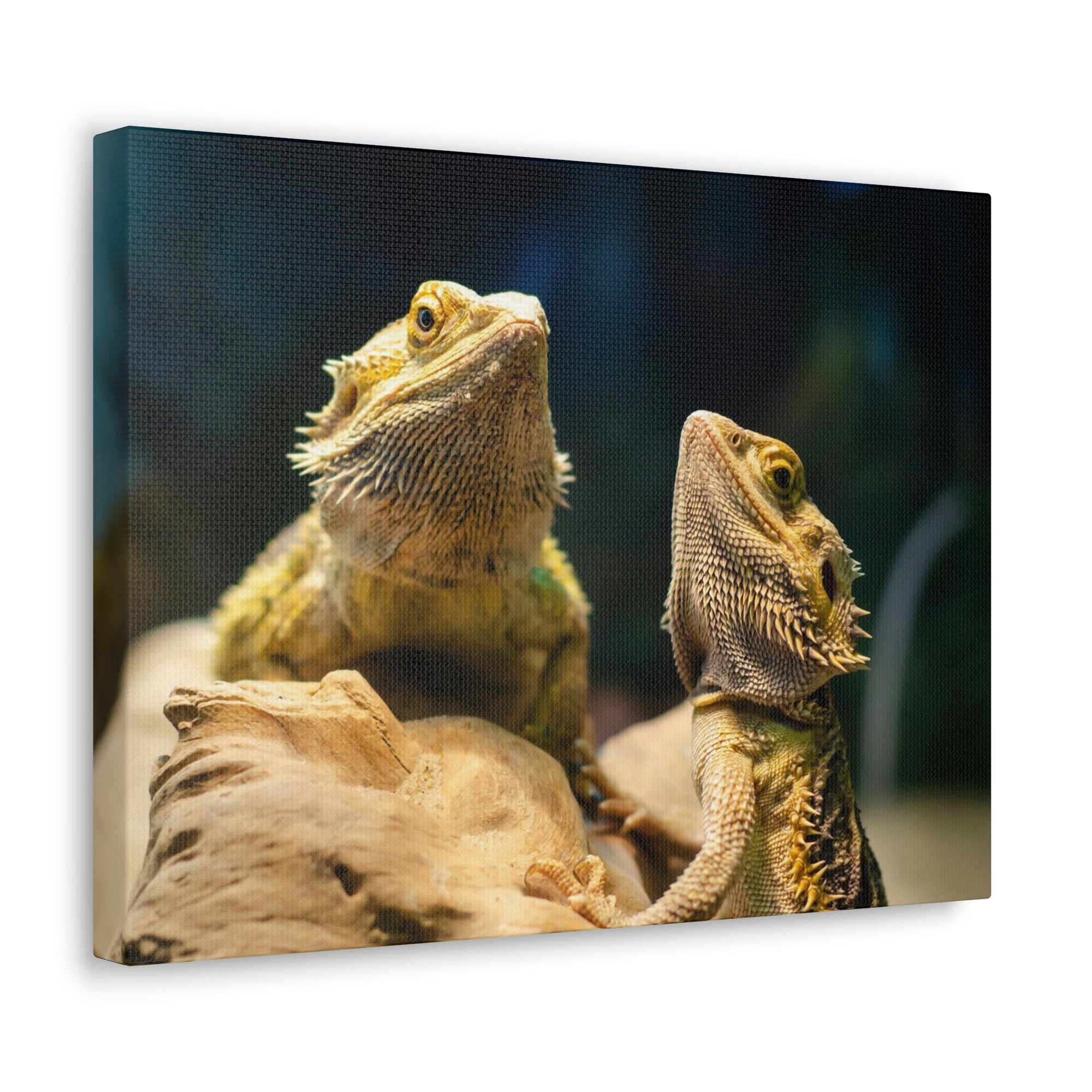 Scripture Walls Majestic Bearded Dragon Couple Print Animal Wall Art Wildlife Canvas Prints Wall Art Ready to Hang Unframed-Express Your Love Gifts