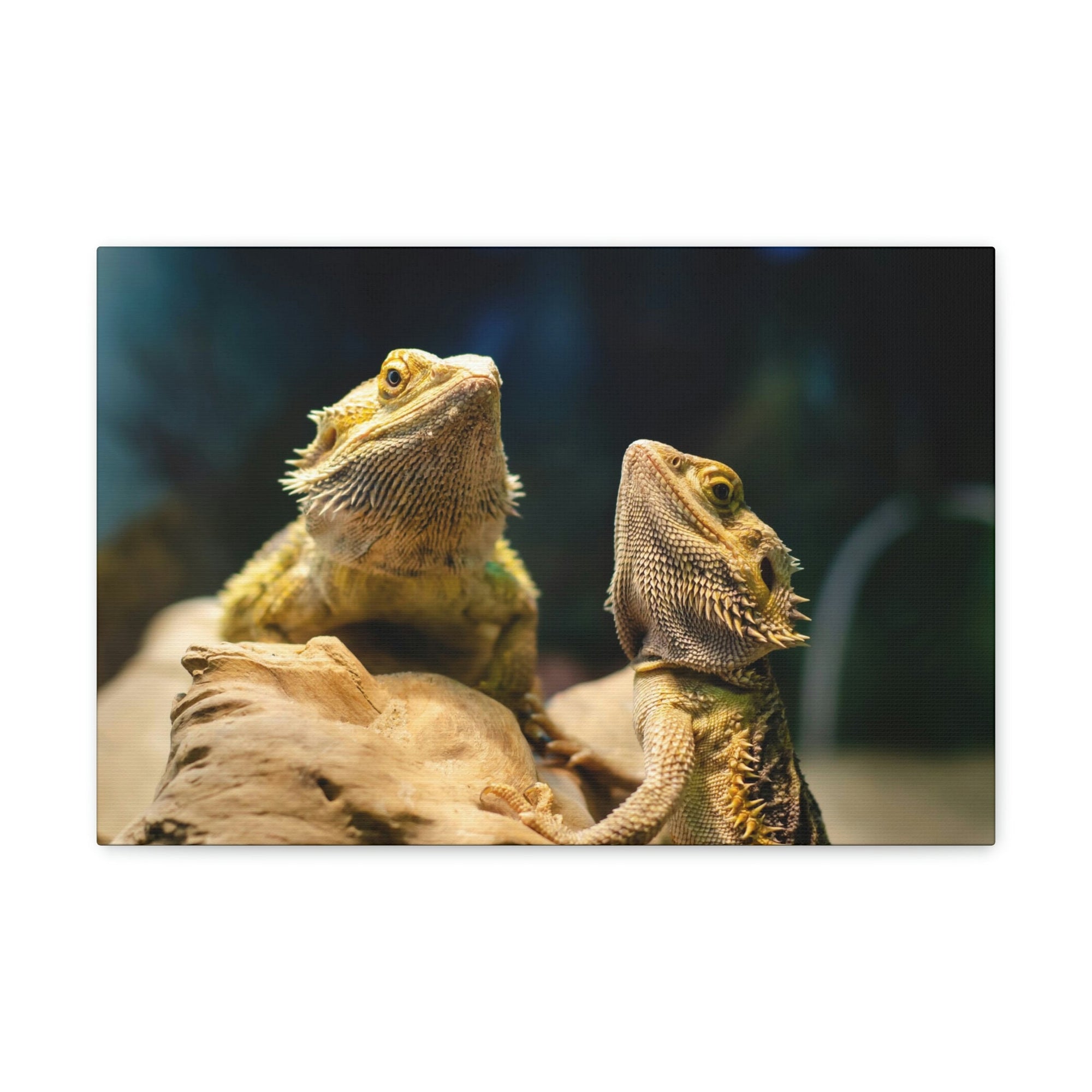 Scripture Walls Majestic Bearded Dragon Couple Print Animal Wall Art Wildlife Canvas Prints Wall Art Ready to Hang Unframed-Express Your Love Gifts