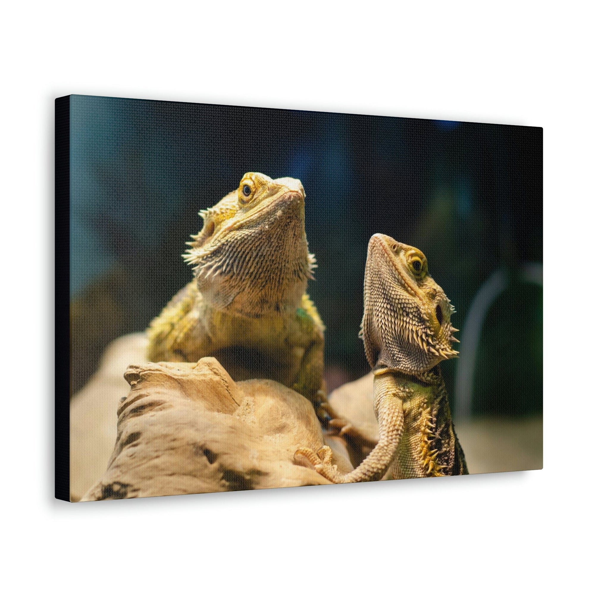 Scripture Walls Majestic Bearded Dragon Couple Print Animal Wall Art Wildlife Canvas Prints Wall Art Ready to Hang Unframed-Express Your Love Gifts