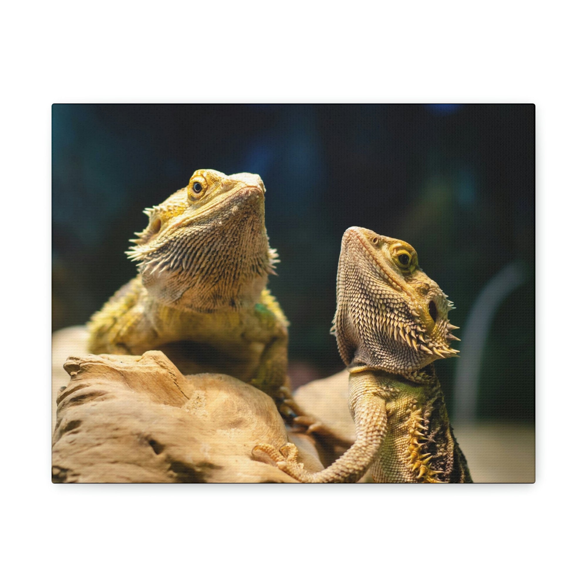 Scripture Walls Majestic Bearded Dragon Couple Print Animal Wall Art Wildlife Canvas Prints Wall Art Ready to Hang Unframed-Express Your Love Gifts