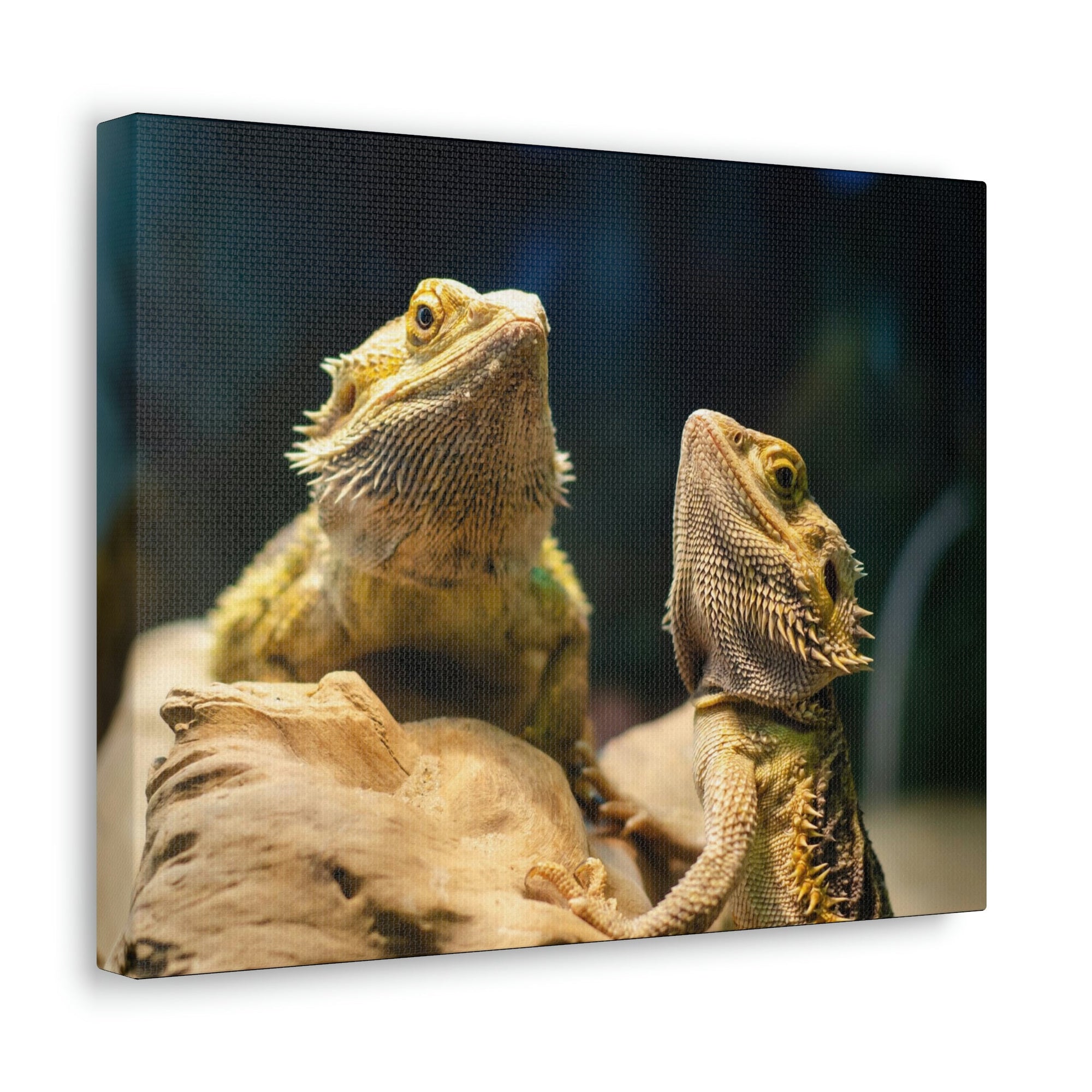 Scripture Walls Majestic Bearded Dragon Couple Print Animal Wall Art Wildlife Canvas Prints Wall Art Ready to Hang Unframed-Express Your Love Gifts