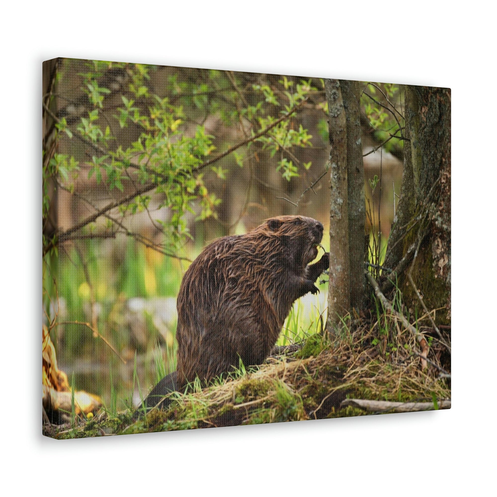 Scripture Walls Majestic Beaver Art Majestic Beaver Print Animal Wall Art Wildlife Canvas Prints Wall Art Ready to Hang Unframed-Express Your Love Gifts