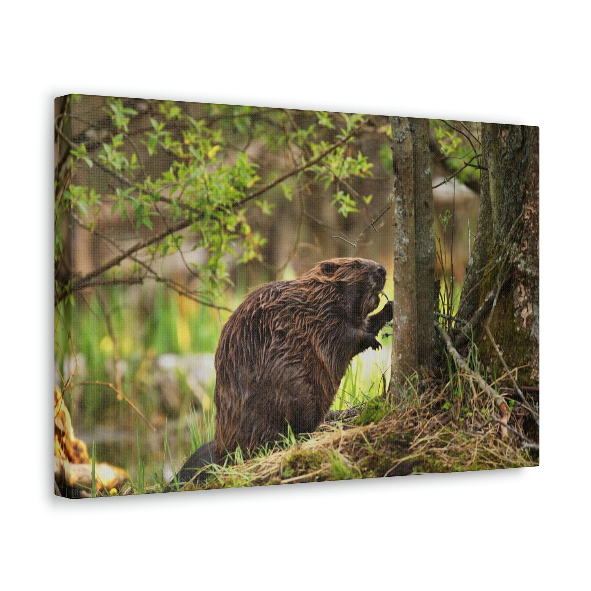 Scripture Walls Majestic Beaver Art Majestic Beaver Print Animal Wall Art Wildlife Canvas Prints Wall Art Ready to Hang Unframed-Express Your Love Gifts