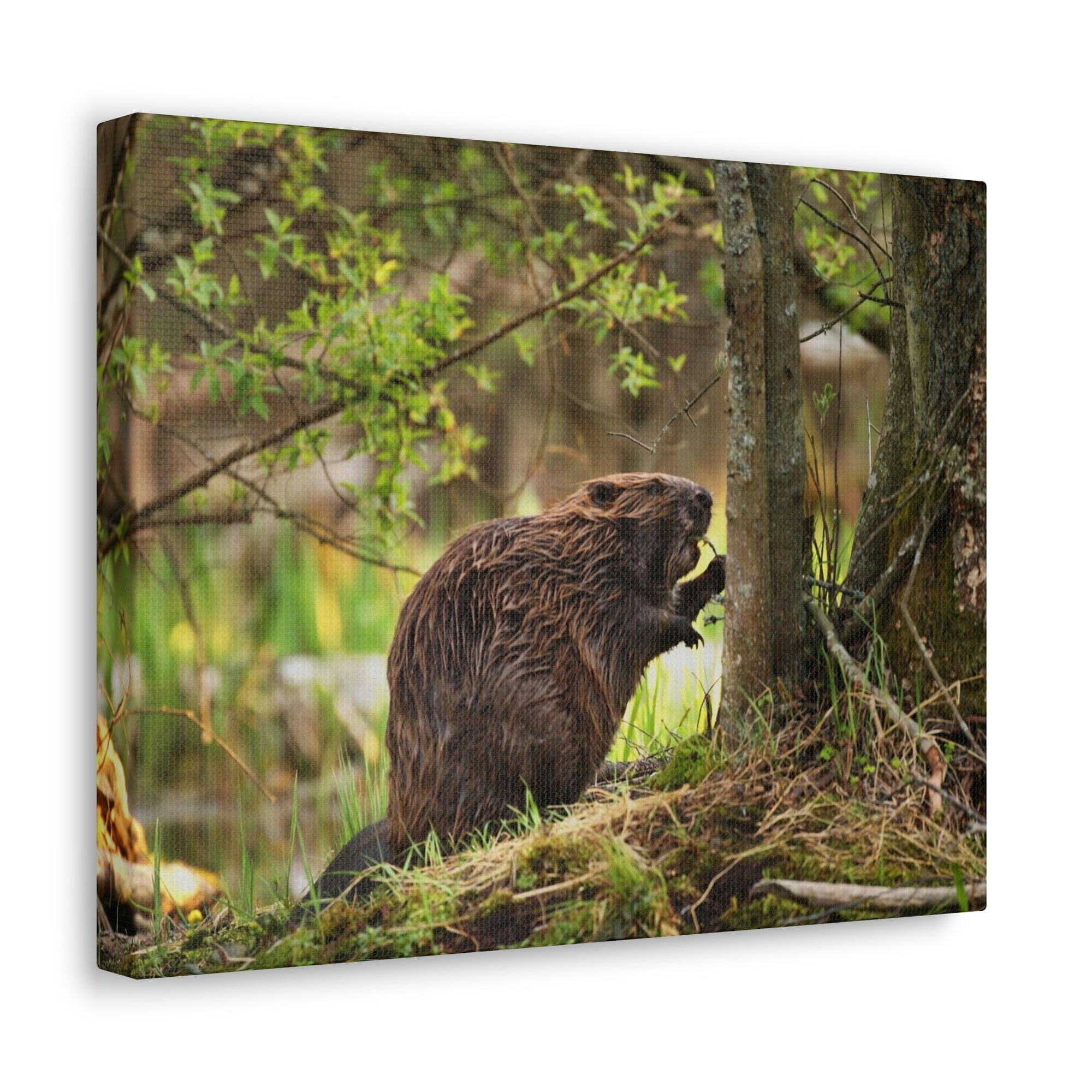 Scripture Walls Majestic Beaver Art Majestic Beaver Print Animal Wall Art Wildlife Canvas Prints Wall Art Ready to Hang Unframed-Express Your Love Gifts