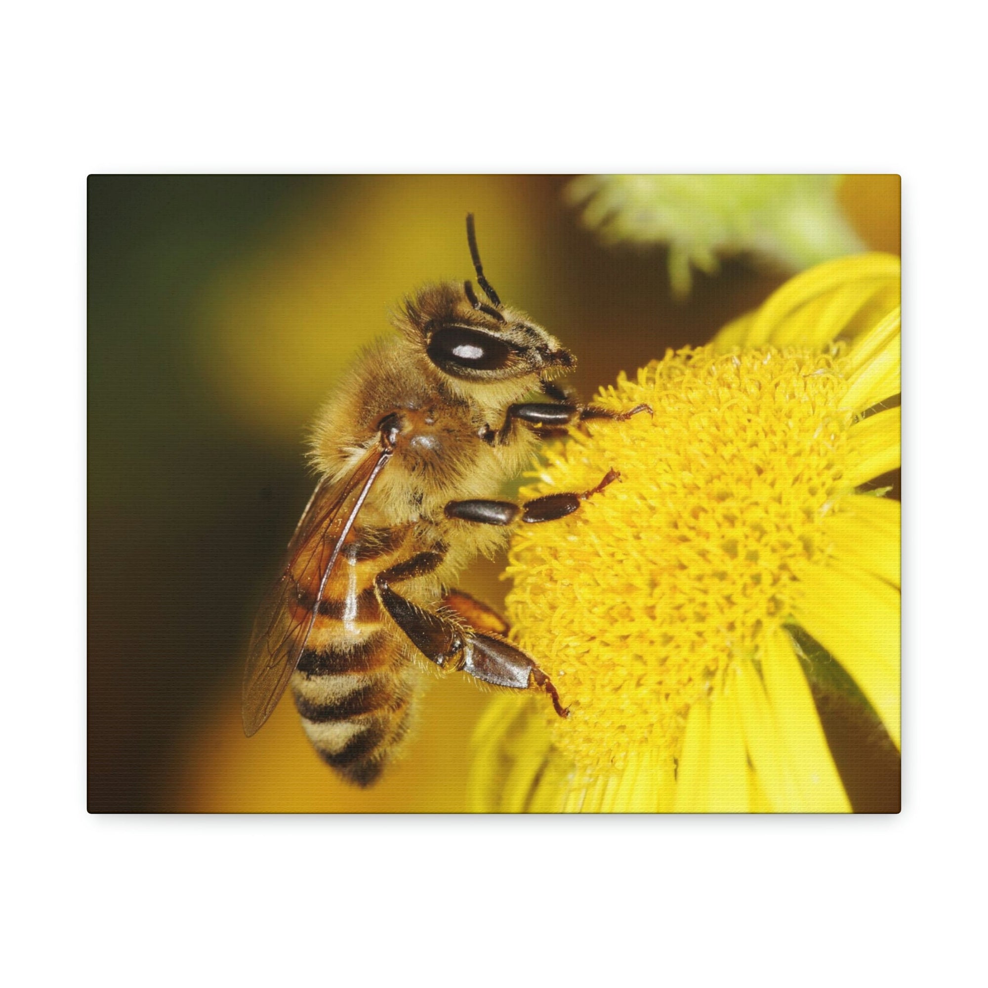 Scripture Walls Majestic Bee Art Majestic Bee Print Animal Wall Art Wildlife Canvas Prints Wall Art Ready to Hang Unframed-Express Your Love Gifts