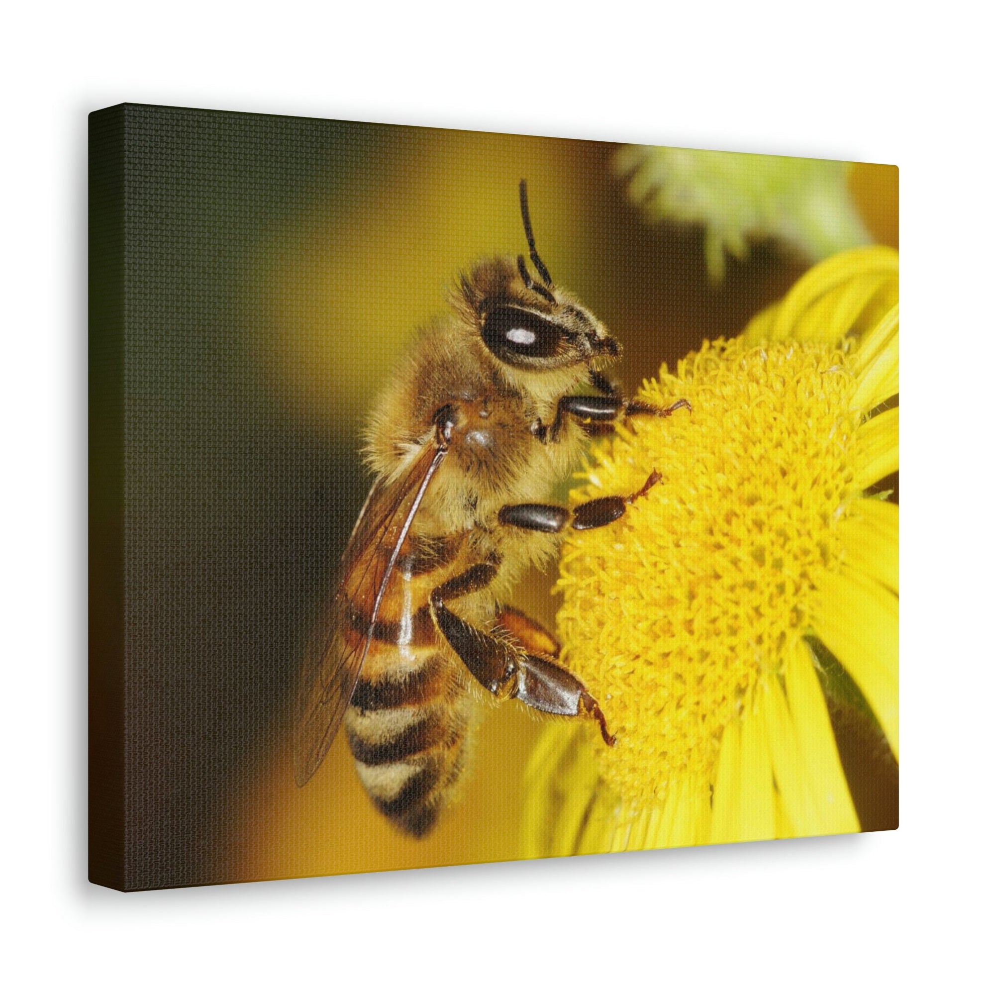 Scripture Walls Majestic Bee Art Majestic Bee Print Animal Wall Art Wildlife Canvas Prints Wall Art Ready to Hang Unframed-Express Your Love Gifts