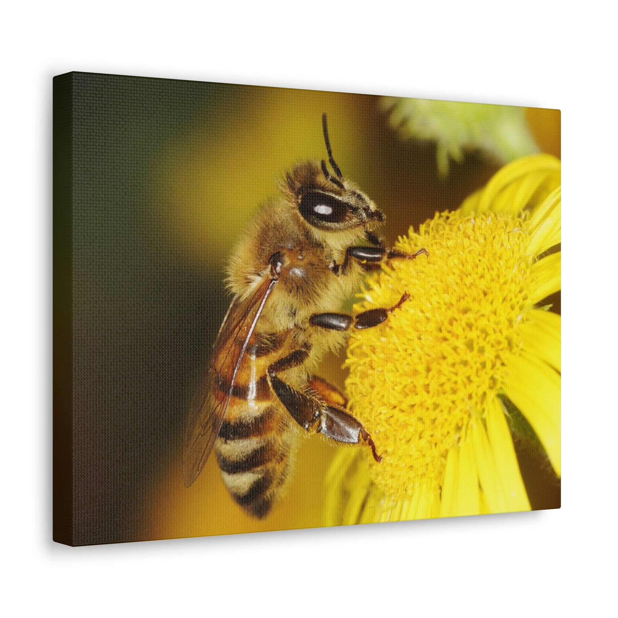 Scripture Walls Majestic Bee Art Majestic Bee Print Animal Wall Art Wildlife Canvas Prints Wall Art Ready to Hang Unframed-Express Your Love Gifts