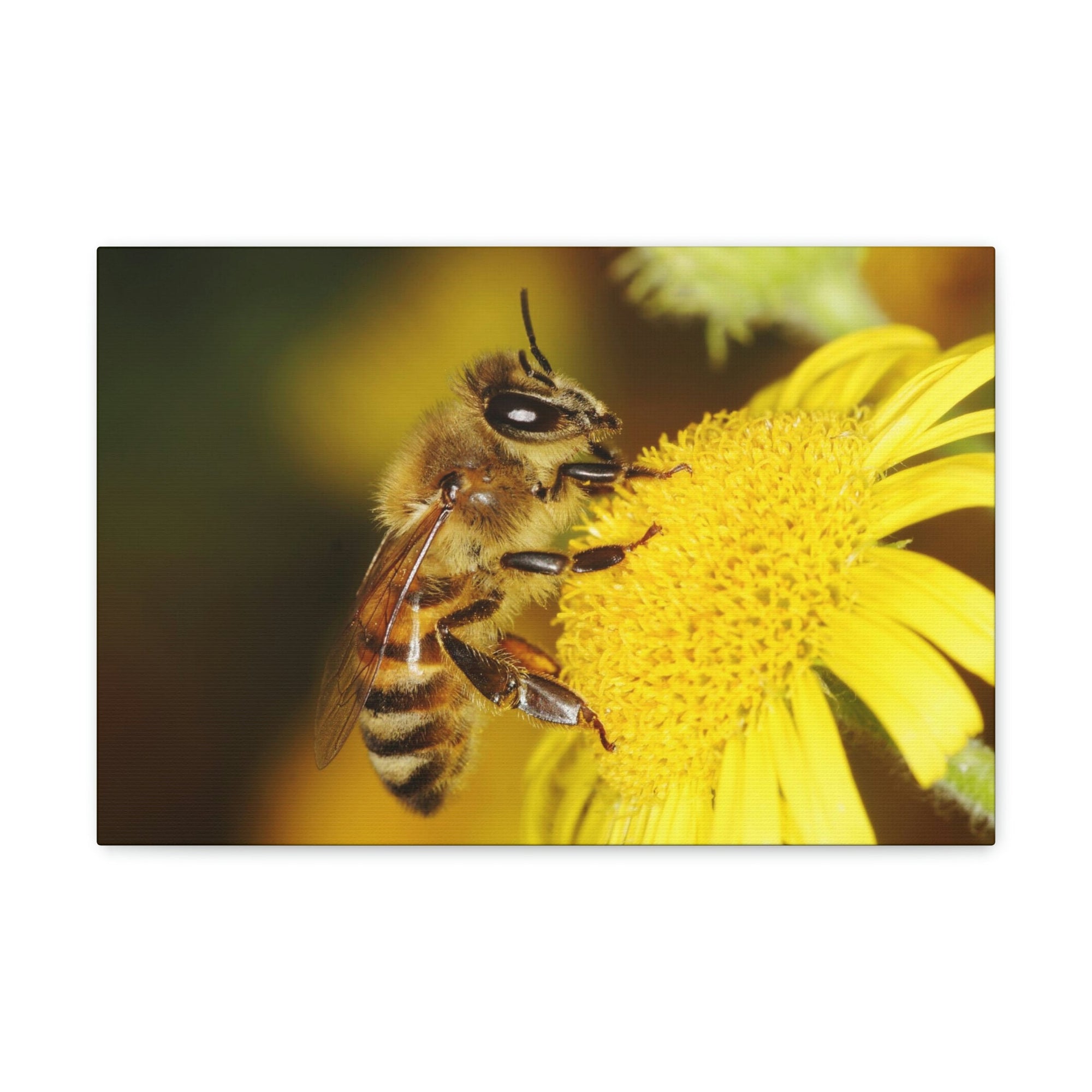 Scripture Walls Majestic Bee Art Majestic Bee Print Animal Wall Art Wildlife Canvas Prints Wall Art Ready to Hang Unframed-Express Your Love Gifts