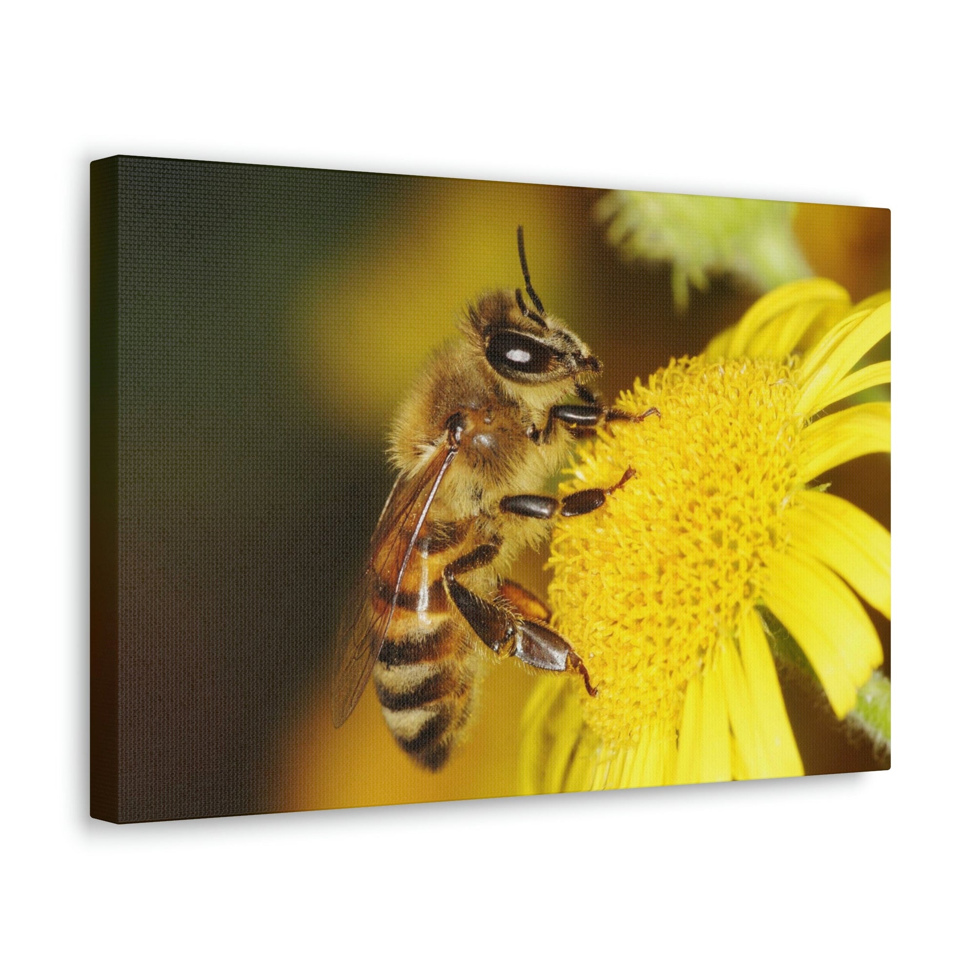 Scripture Walls Majestic Bee Art Majestic Bee Print Animal Wall Art Wildlife Canvas Prints Wall Art Ready to Hang Unframed-Express Your Love Gifts