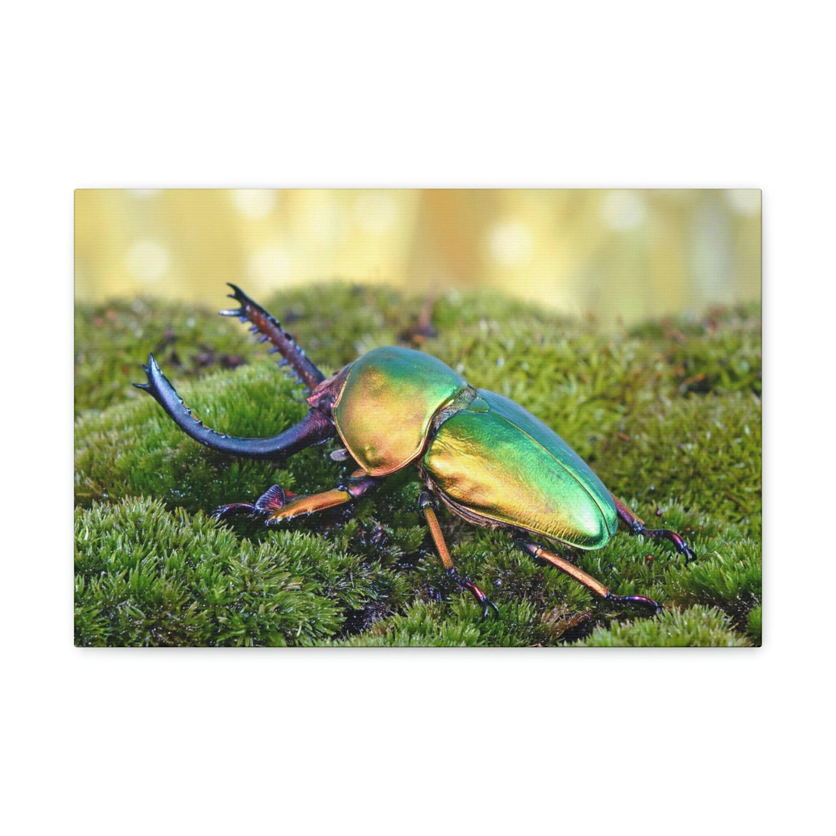 Scripture Walls Majestic Beetle Art Majestic Beetle Print Animal Wall Art Wildlife Canvas Prints Wall Art Ready to Hang Unframed-Express Your Love Gifts