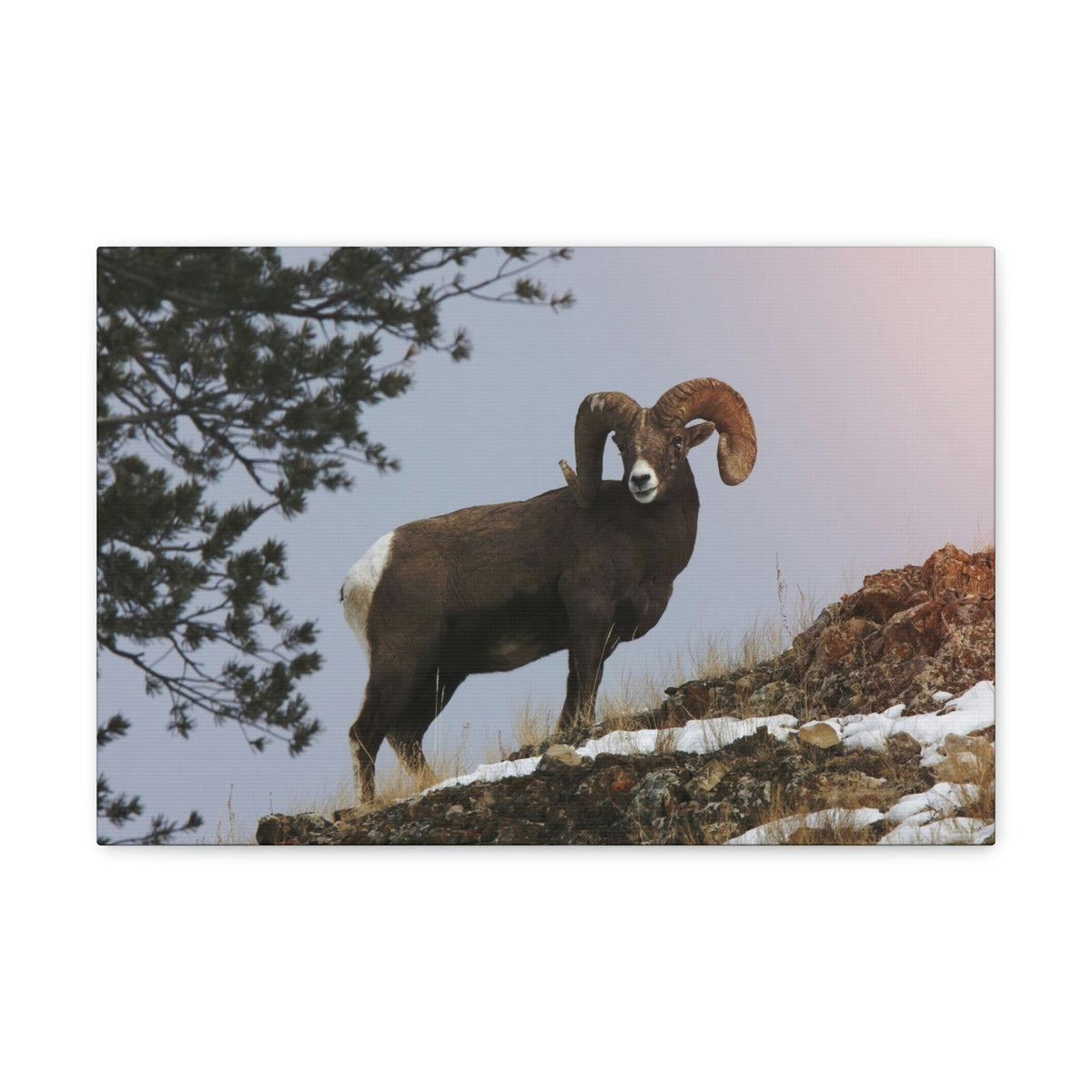 Scripture Walls Majestic Big-horned sheep Art Majestic Big-horned sheep Print Animal Wall Art Wildlife Canvas Prints Wall Art Ready to Hang Unframed-Express Your Love Gifts