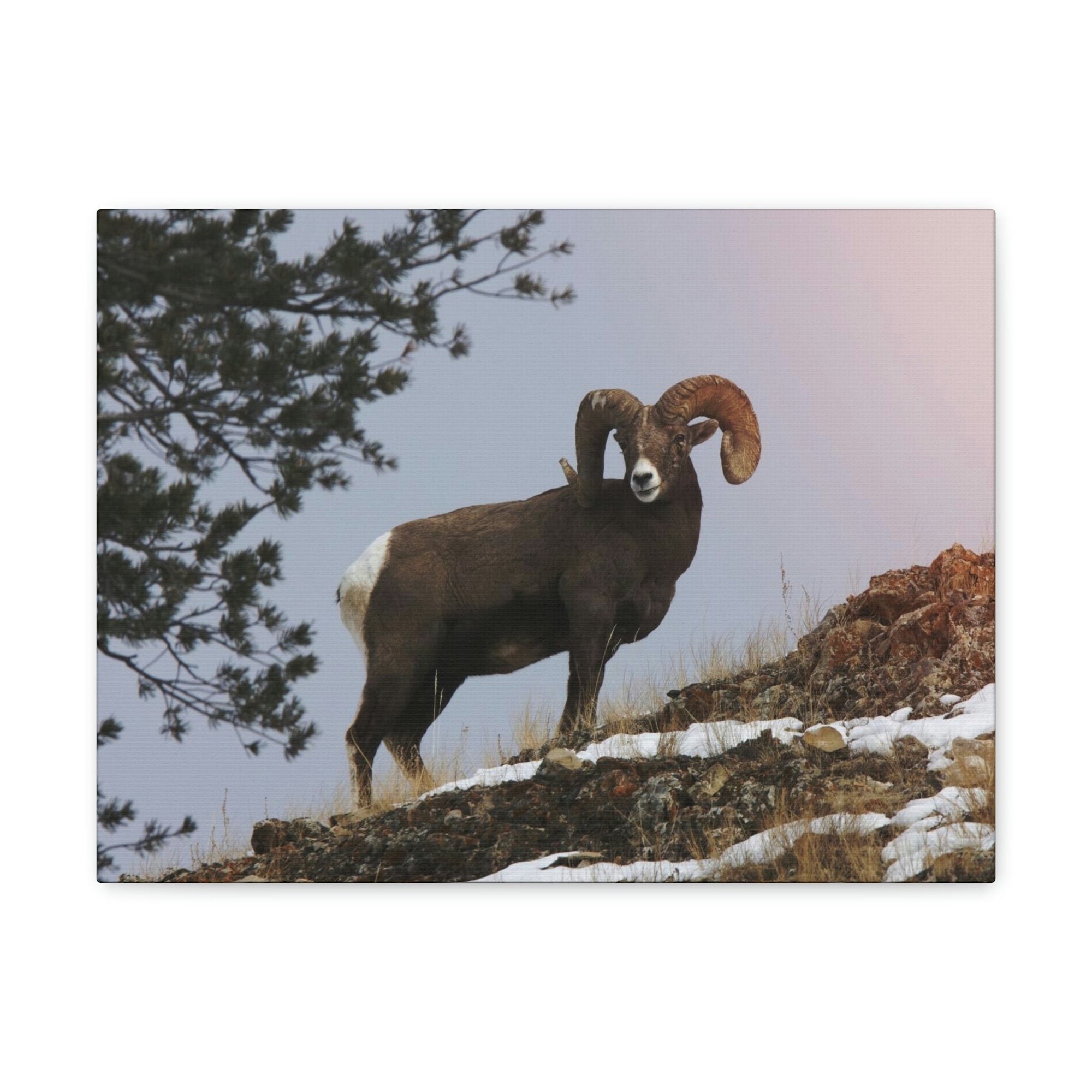 Scripture Walls Majestic Big-horned sheep Art Majestic Big-horned sheep Print Animal Wall Art Wildlife Canvas Prints Wall Art Ready to Hang Unframed-Express Your Love Gifts